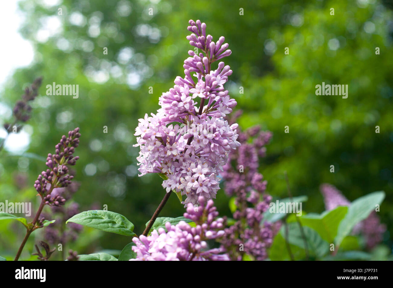 Beautiful purple lilac flowers outdoors Stock Photo - Alamy