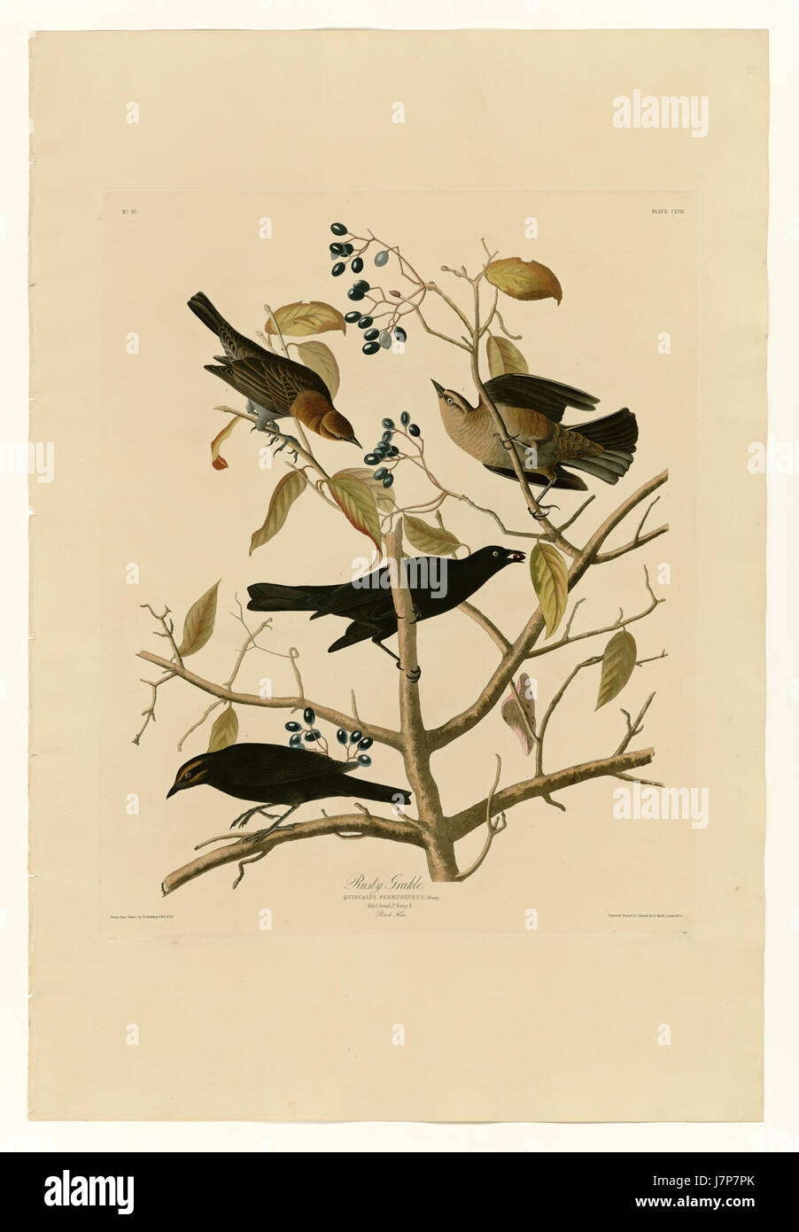 Rusty grackle hi-res stock photography and images - Alamy