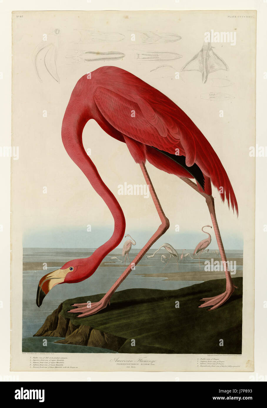 Map of flamingo hi-res stock photography and images - Alamy