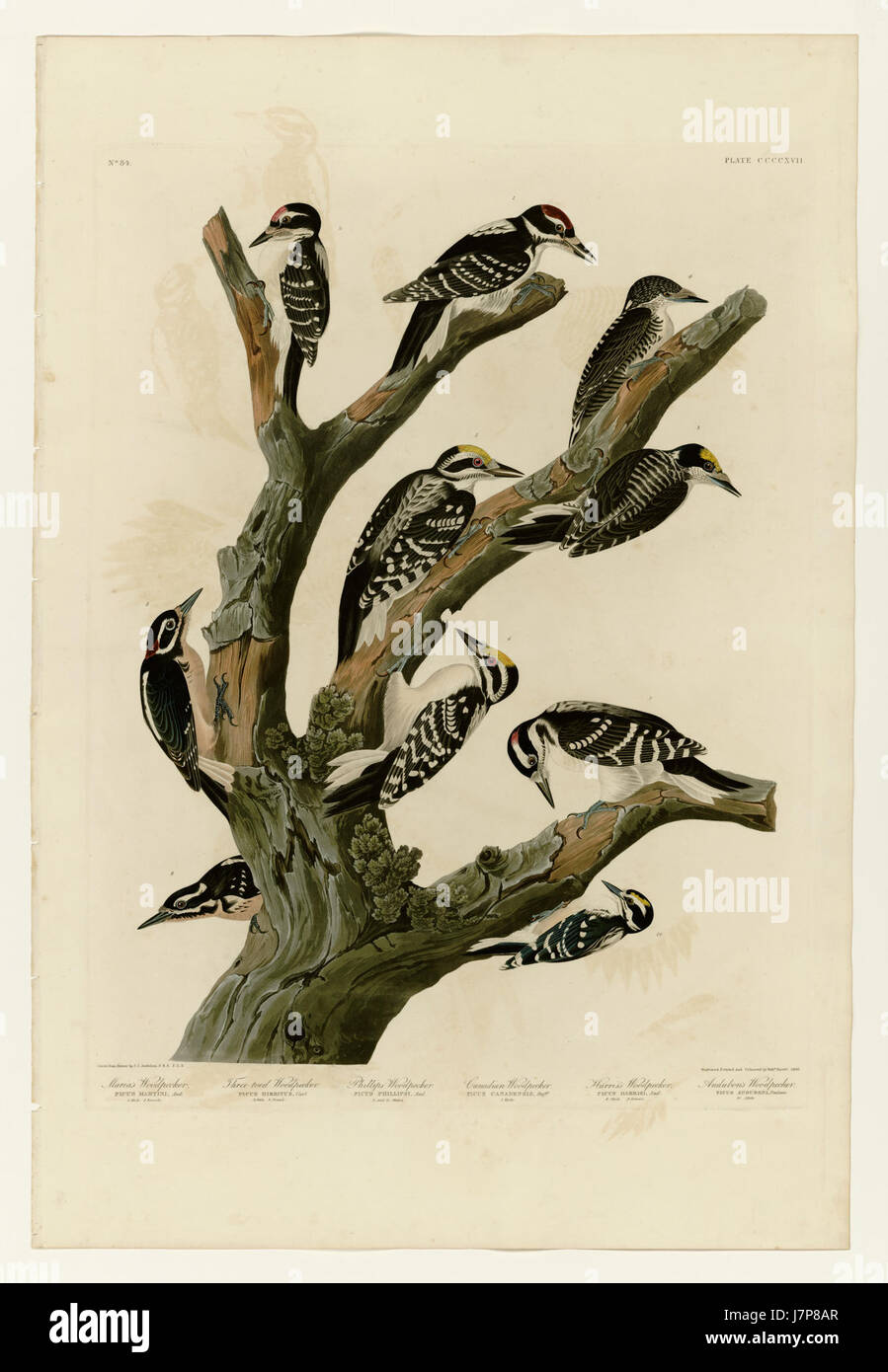417 I. Maria's Woodpecker   2. Three toed Woodpecker   3. Phillips' Woodpecker   4. Canadian Woodpecker   5. Harris's Woodpecker   6. Audubon's Woodpecker Stock Photo