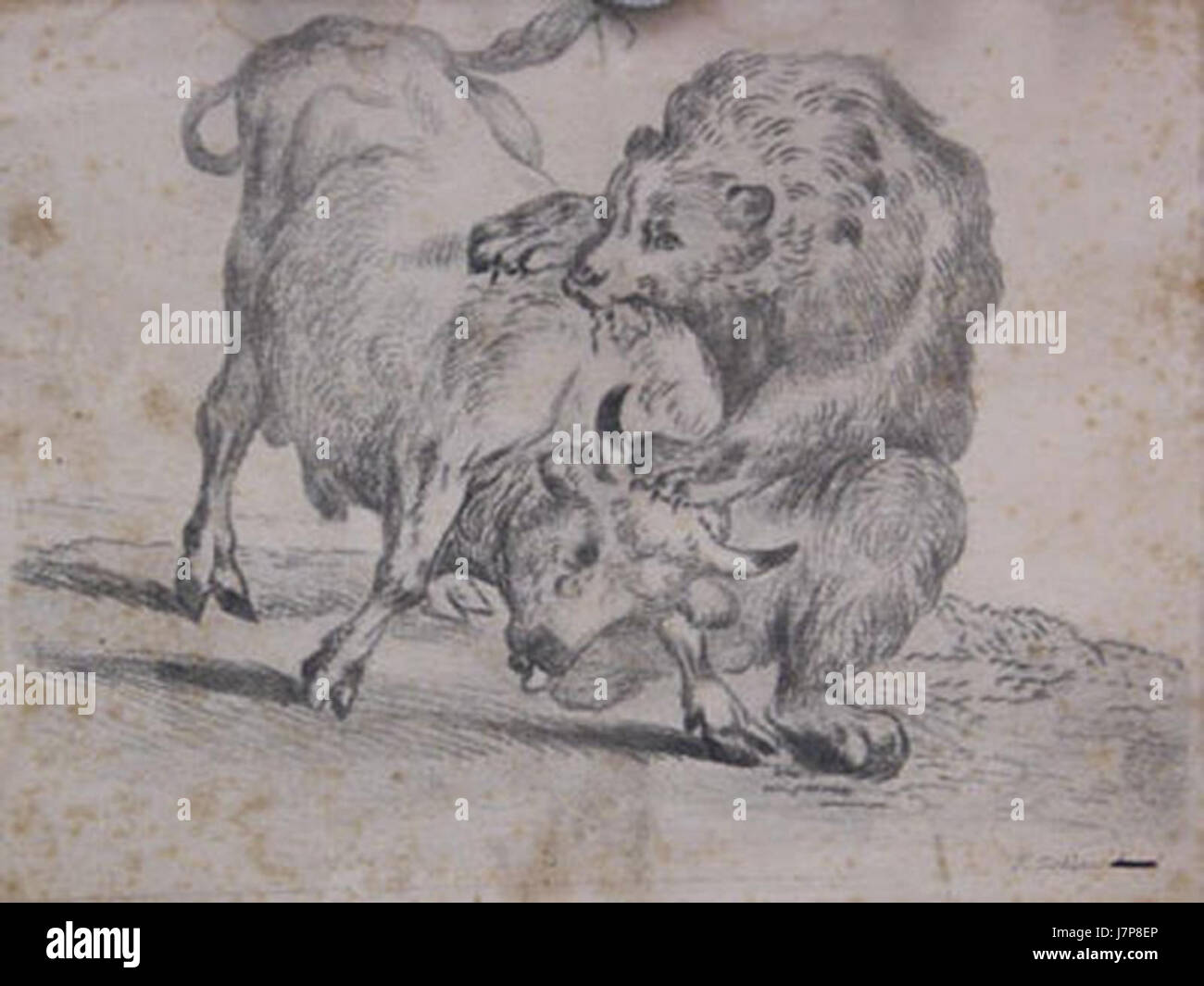 Baber Rind Baer faellt Rind an Tischbein d J Stock Photo - Alamy