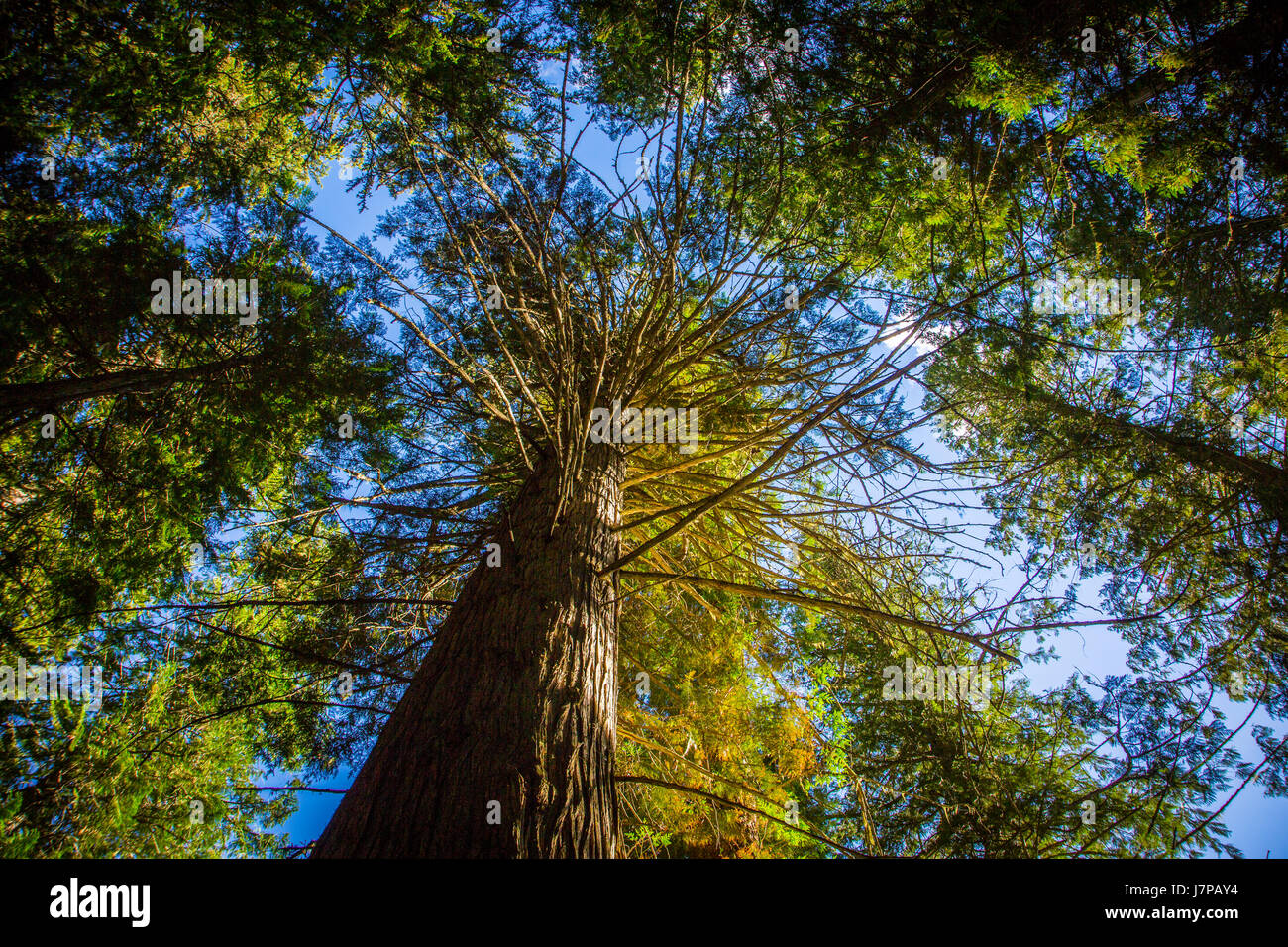 Cedar Tree perspective sky green branches Stock Photo
