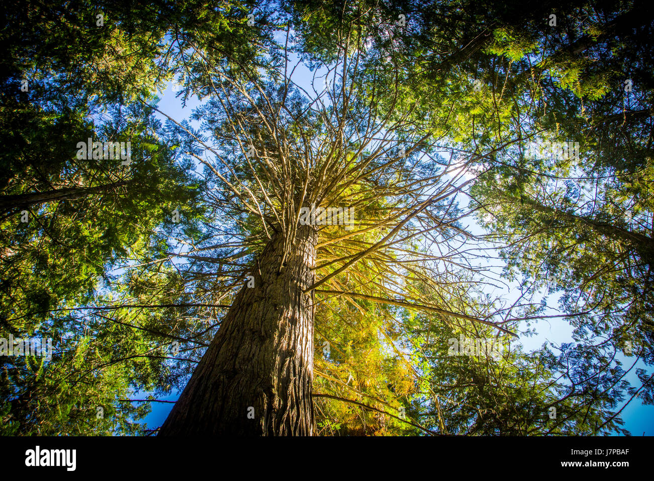 Cedar Tree perspective sky green branches Stock Photo