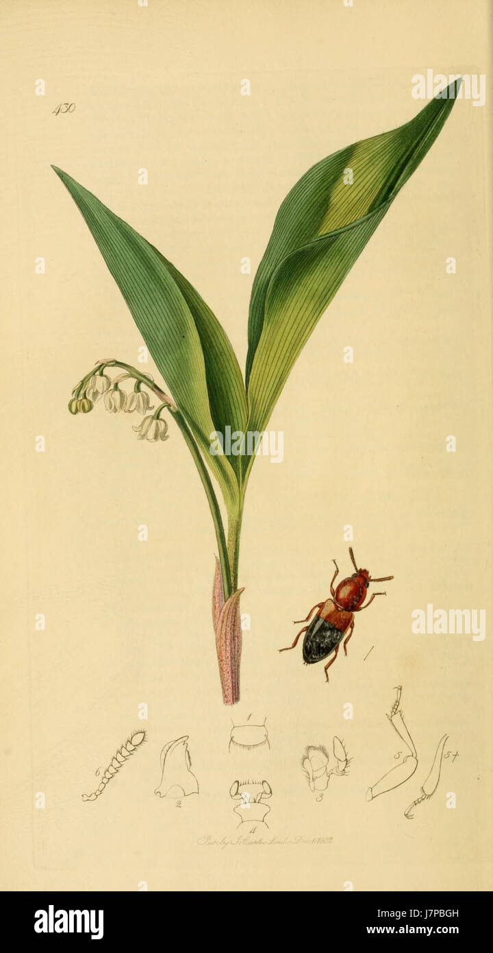 Documenting insect biodiversity hi-res stock photography and images - Alamy