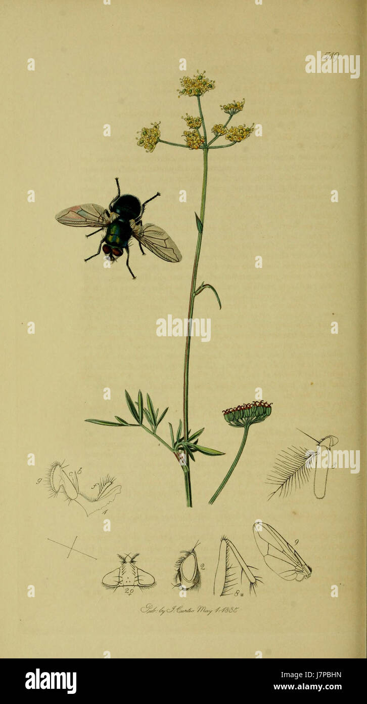 Labelled Insects A detailed illustration from volume 8 of 'British Entomology,' focusing ...