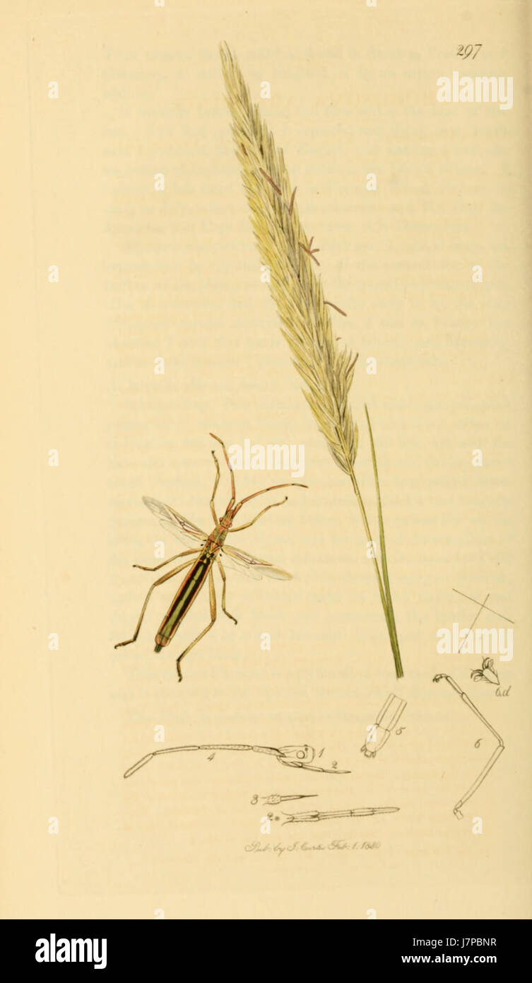 British Entomology Volume 7 (John Curtis) Plate 297 Stock Photo