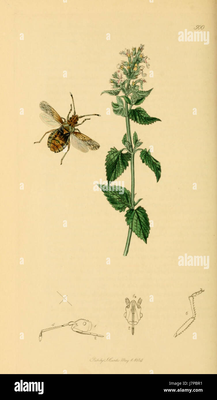 British Entomology Volume 7 (John Curtis) Plate 500 Stock Photo