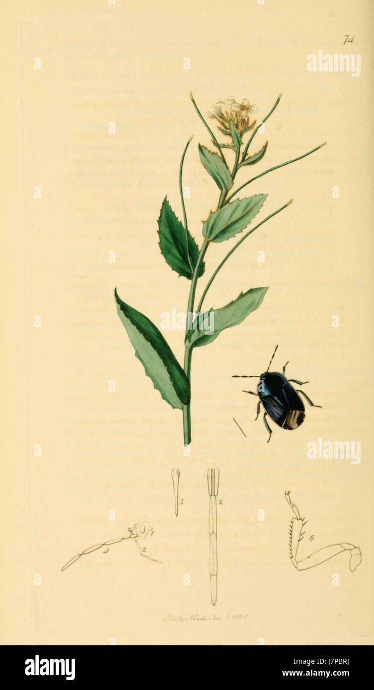 British Entomology Volume 7 (John Curtis) Plate 74 Stock Photo