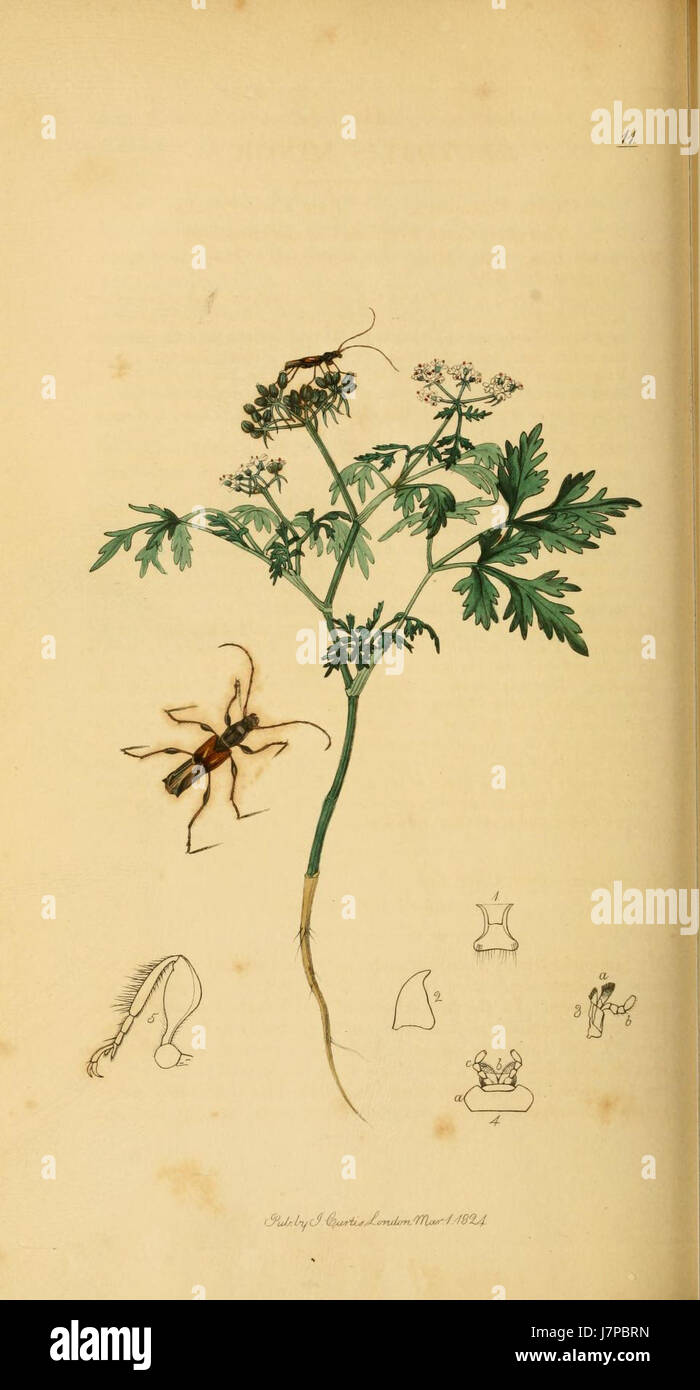 Detailed study of various species of insects hi-res stock photography ...