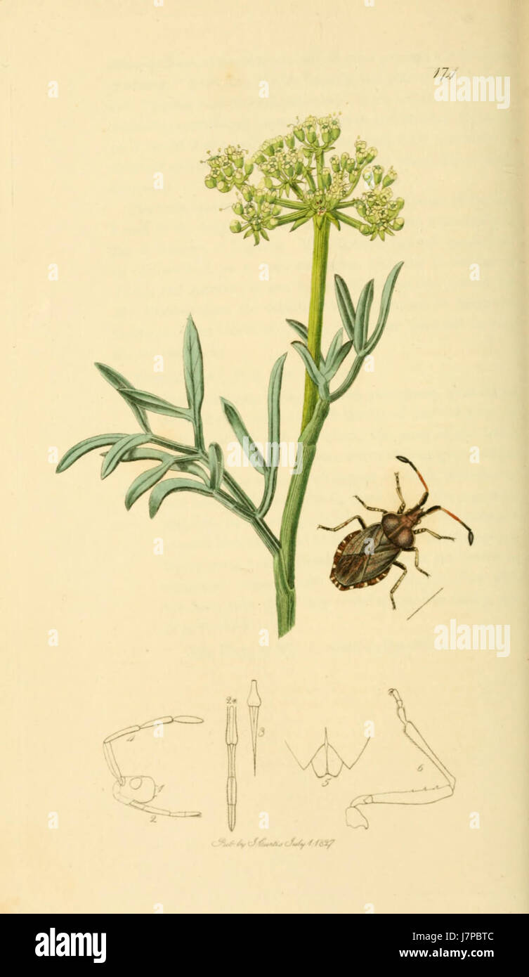 British Entomology Volume 7 (John Curtis) Plate 174 Stock Photo