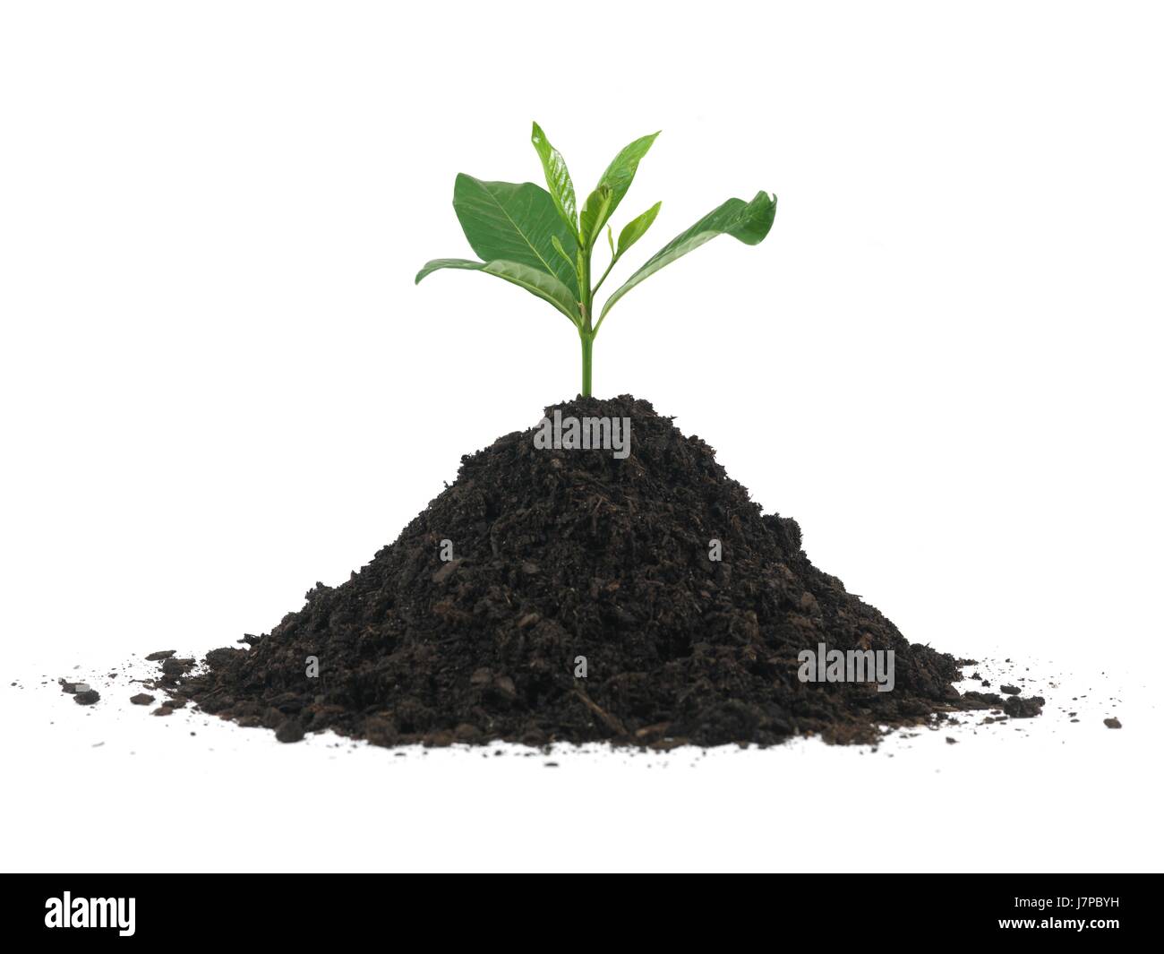 close environment enviroment isolated closeup tree ground soil earth ...