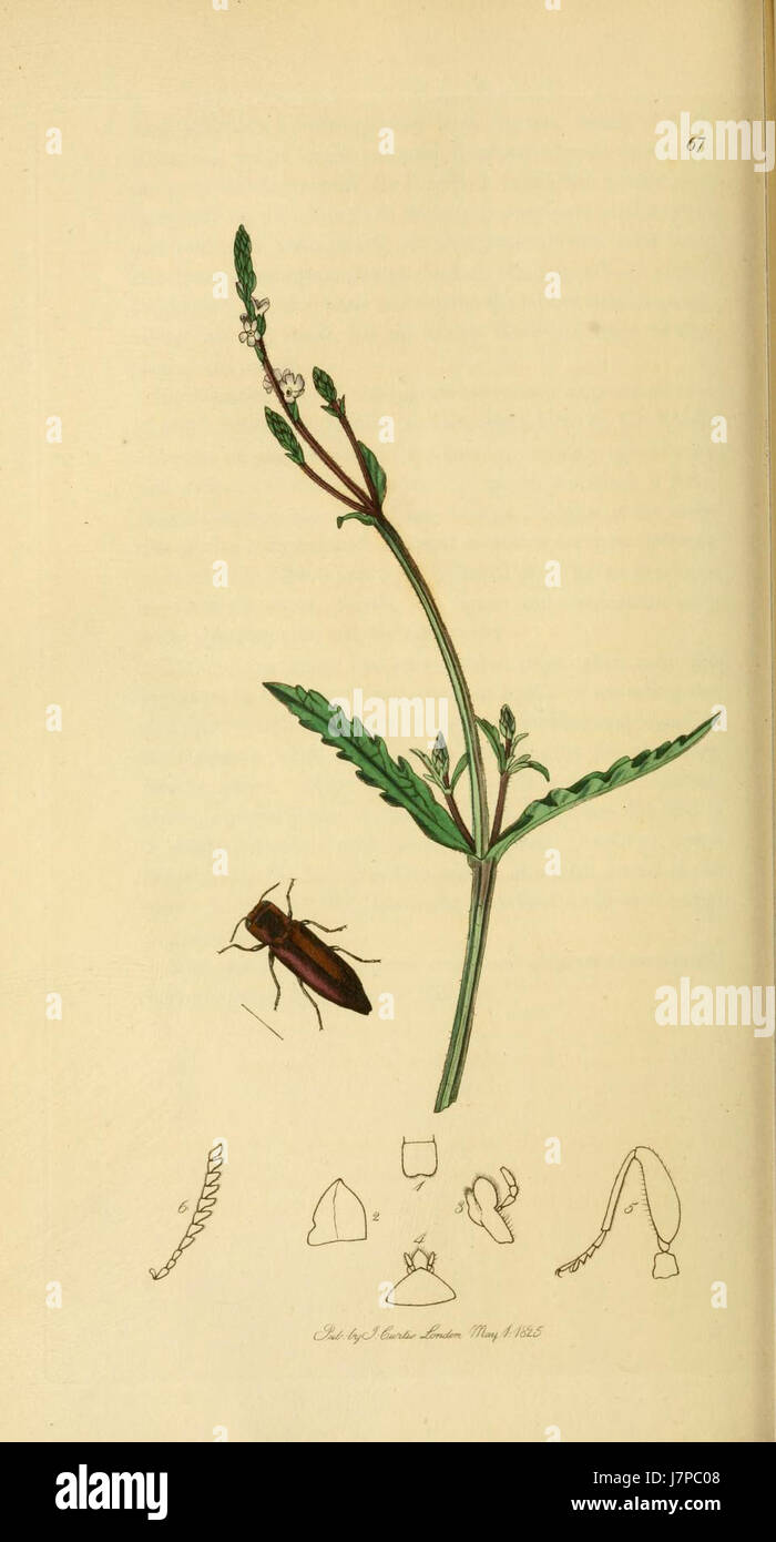 Detailed taxonomy of various insects hi-res stock photography and ...