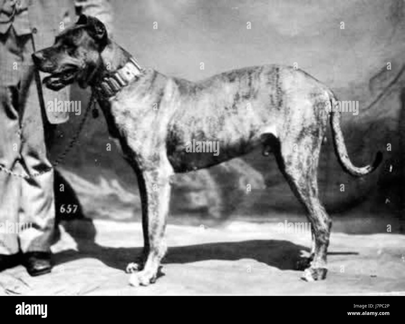 1879 GreatDane Nero Stock Photo