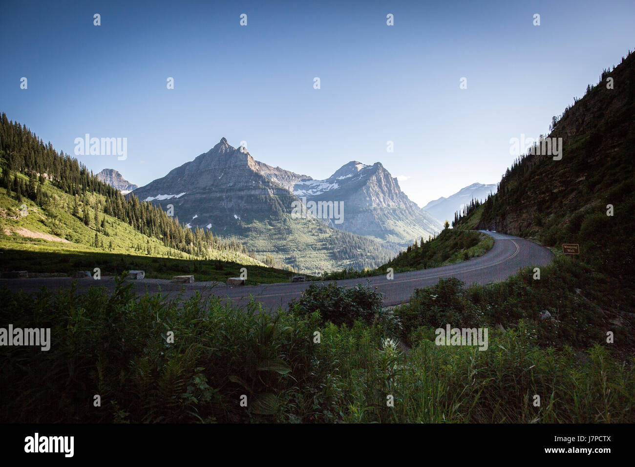 Wildlife wild flowers glacier national park landscapes Stock Photo - Alamy