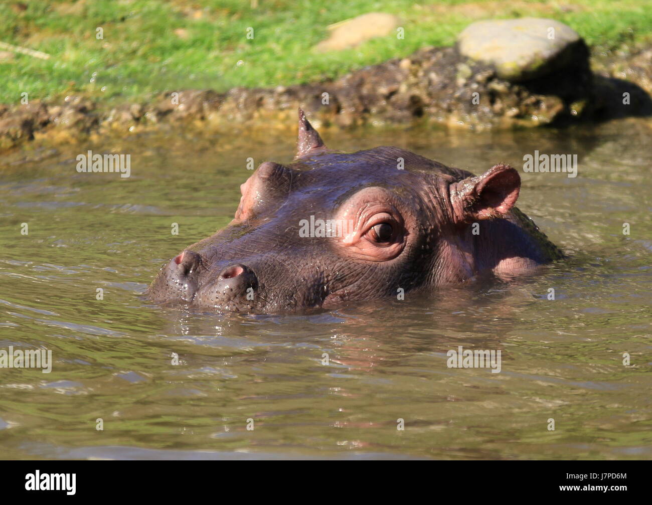 fight fighting animal africa animals threat hippo danger travel fight