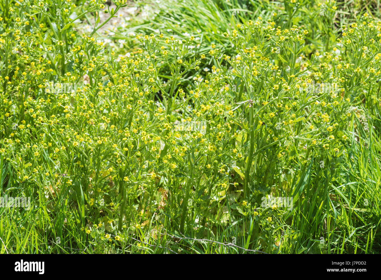A mass of Celery-leaved Crowfoot (Ranunculus sceleratus) Stock Photo