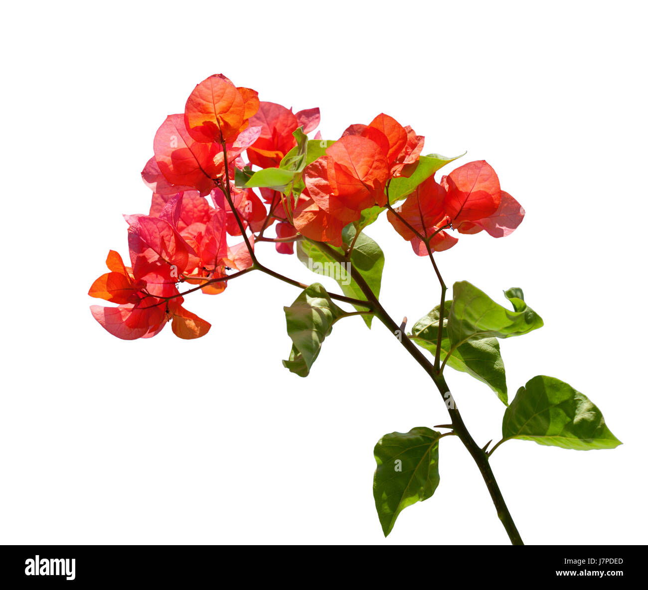 Red bougainvillea hi-res stock photography and images - Alamy