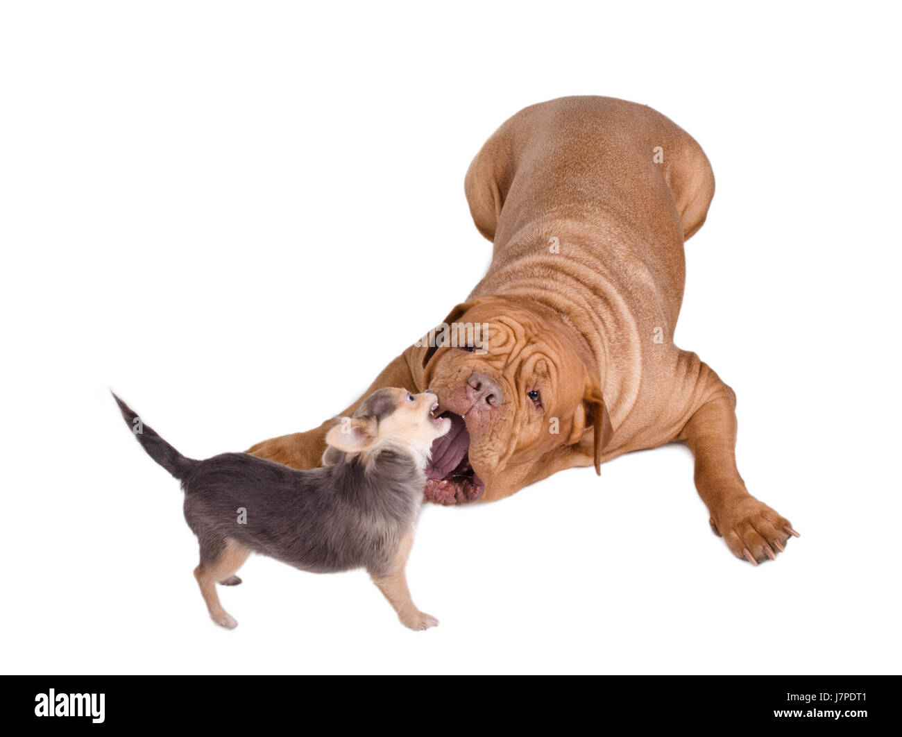 Sleepy Cute Short Hair Chihuahua Stock Photos Sleepy Cute Short
