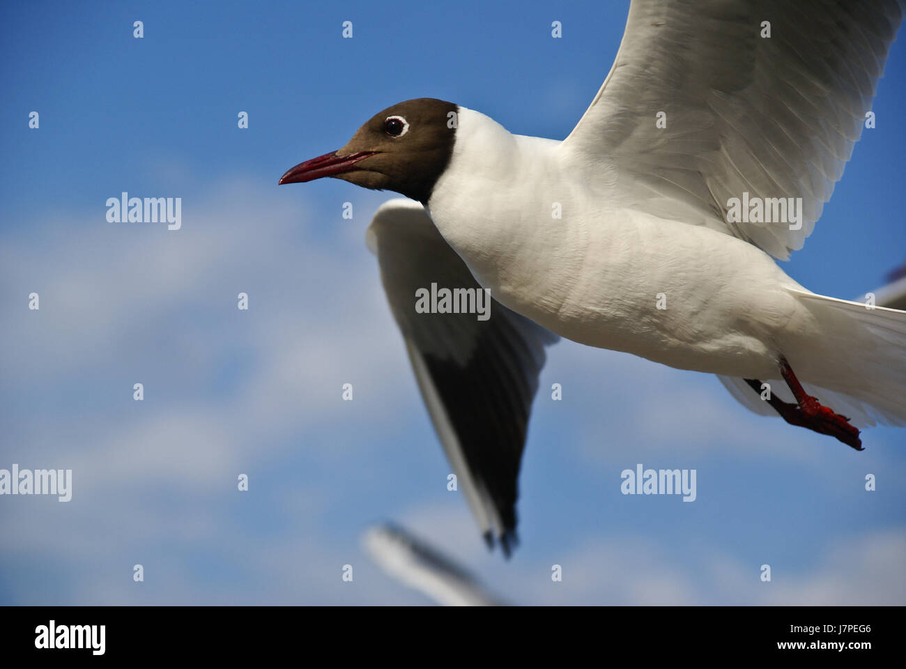 bird fauna animals birds seagulls gulls bird fauna animals beach seaside the Stock Photo