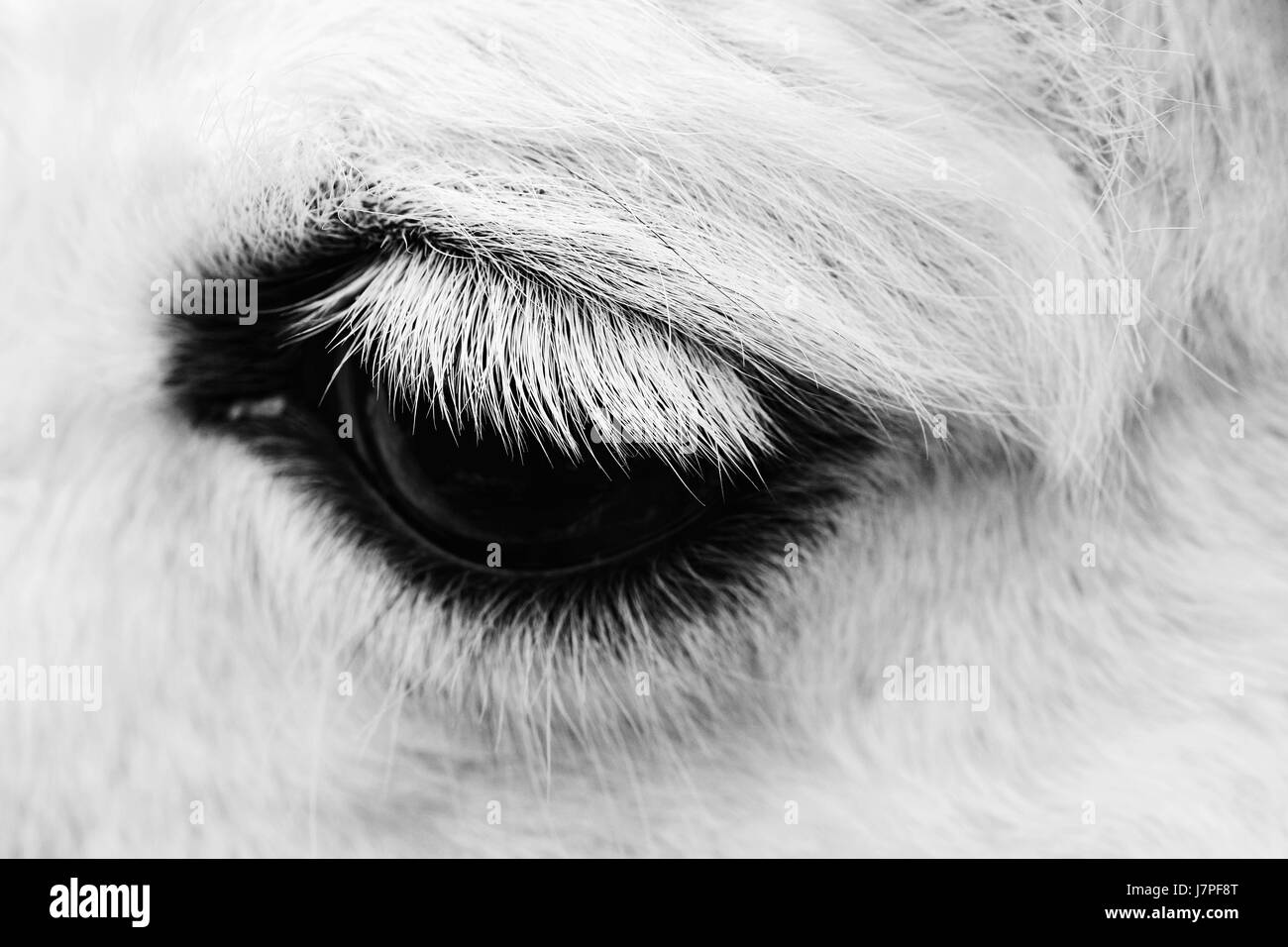Macro shot of a horse eye. The beauty of animals in the wild.. Stock Photo
