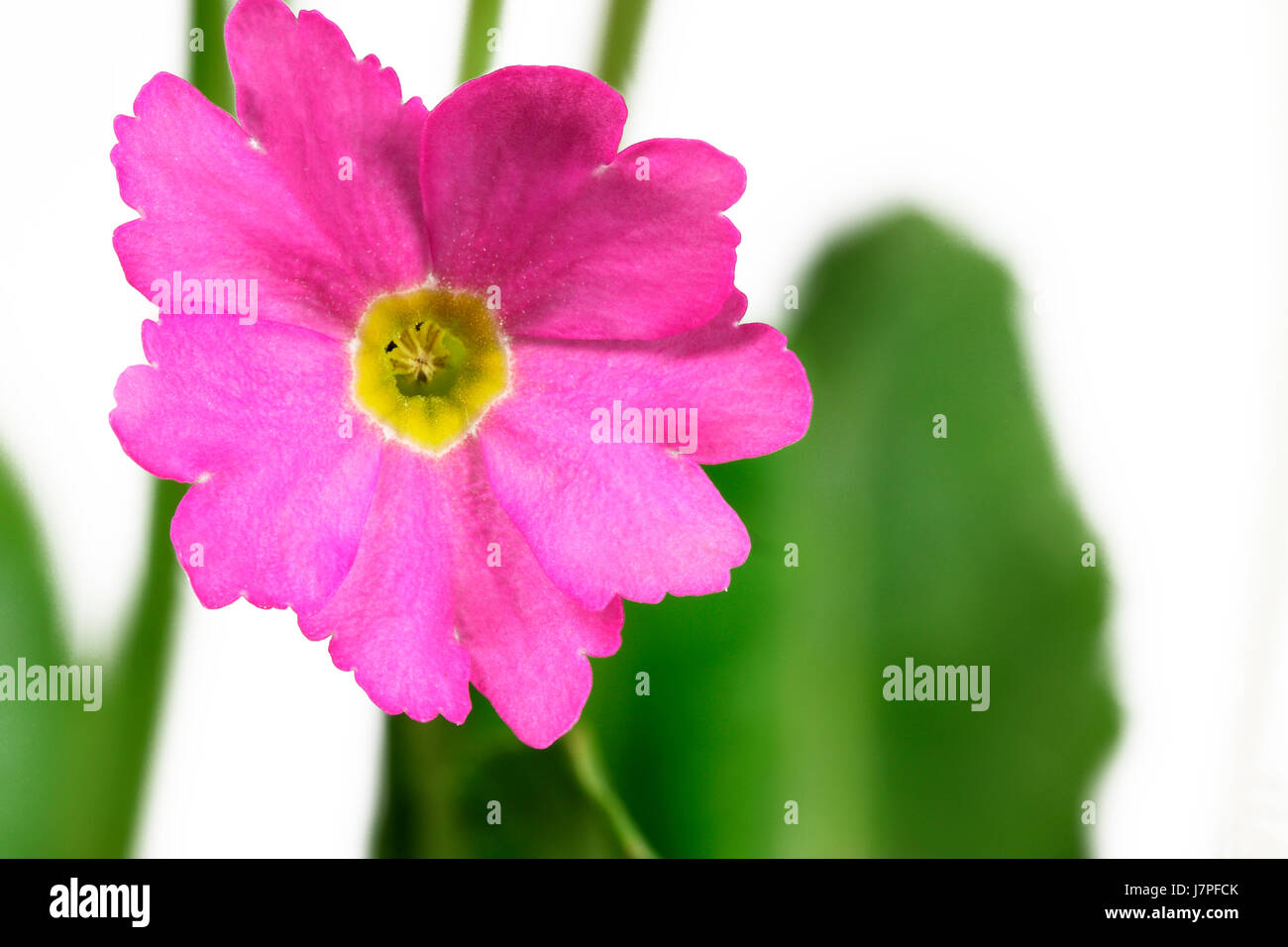 flower plant bloom blossom flourish flourishing pink macro close-up macro Stock Photo