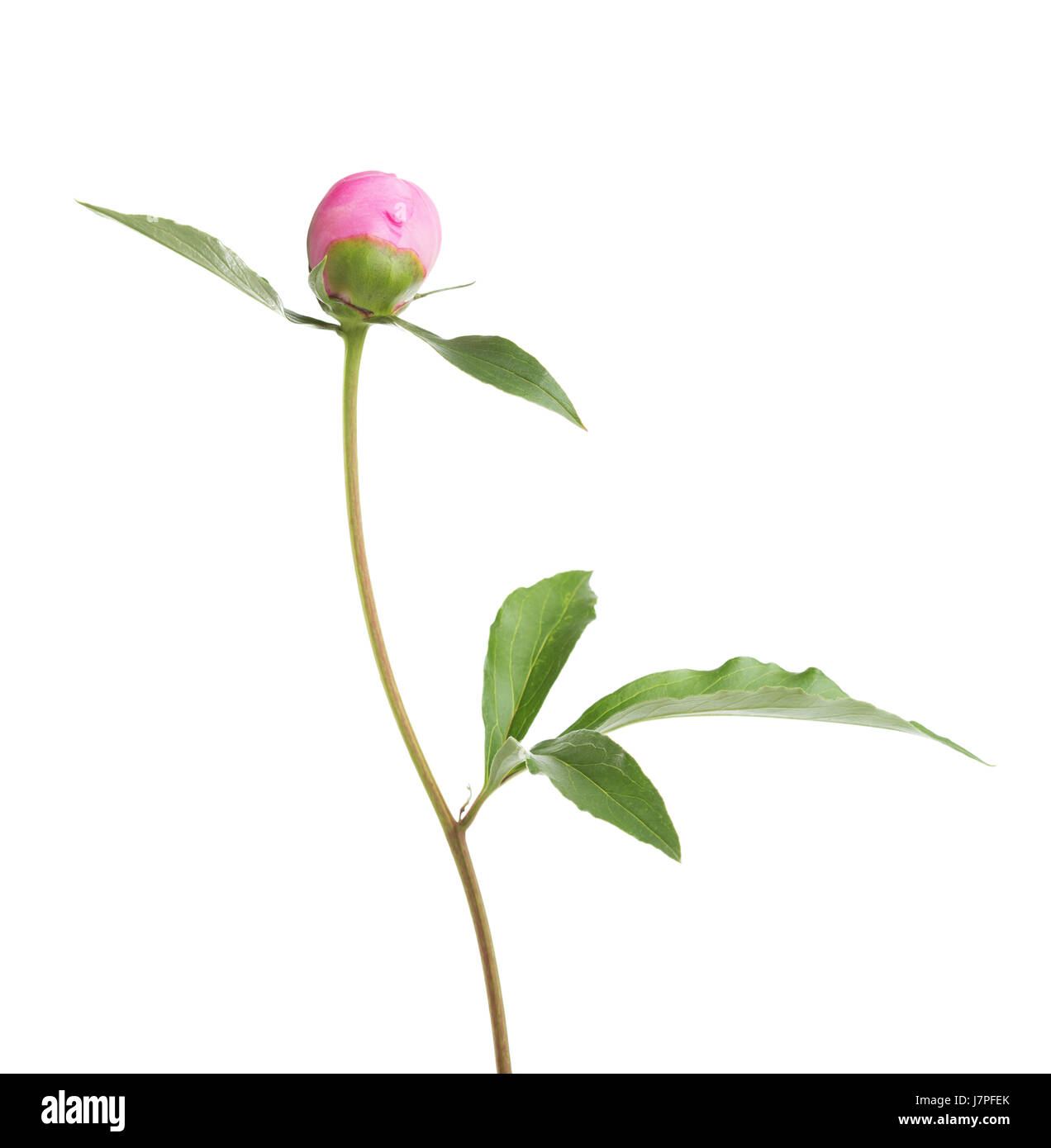 Closed bud of peony isolated on white background Stock Photo - Alamy