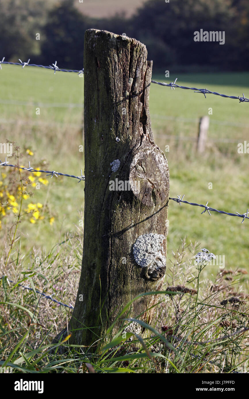 sulcatflechte at a pasture fence post Stock Photo