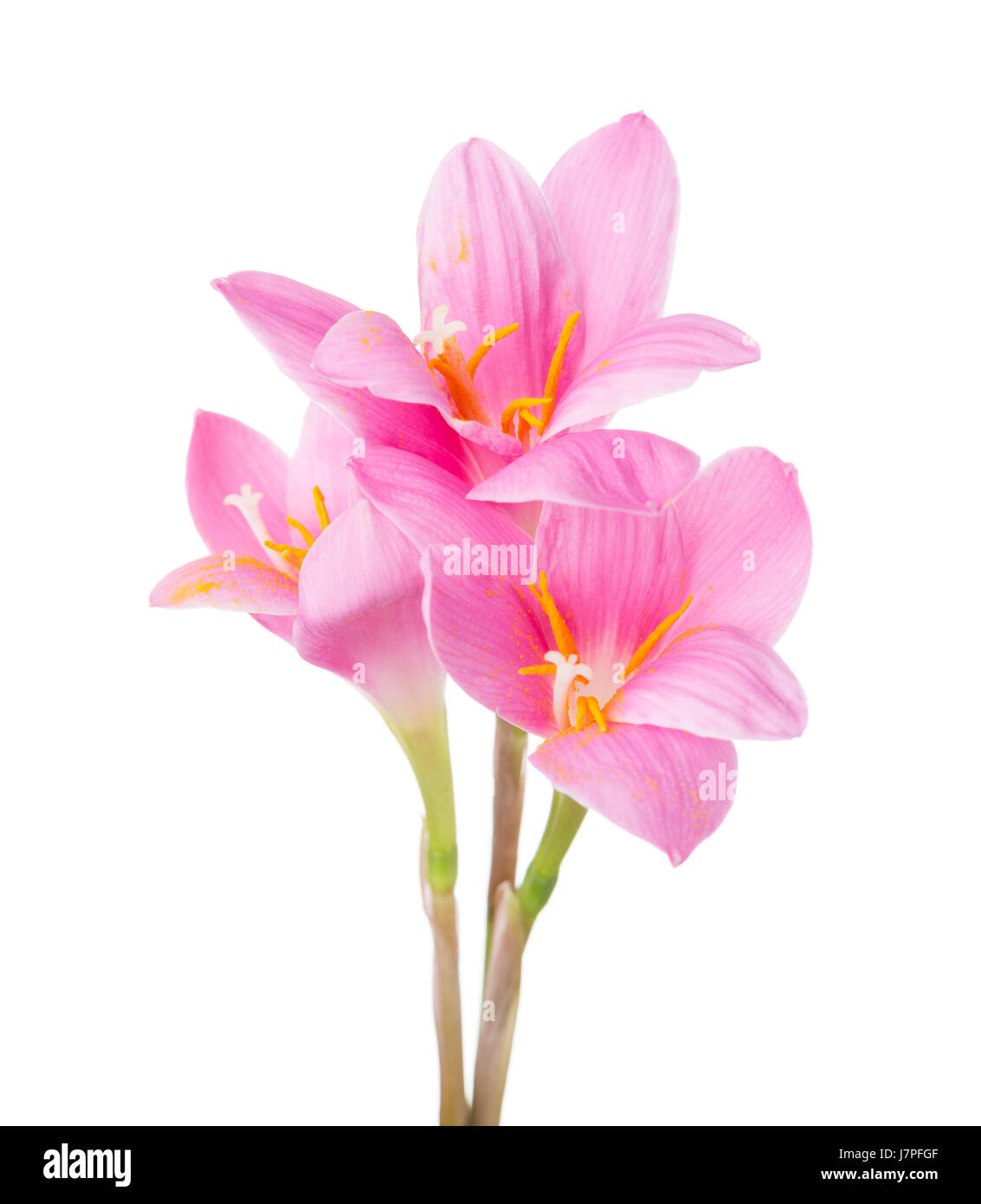 Three pink lilies isolated on a white background. Rosy Rain lily Stock Photo