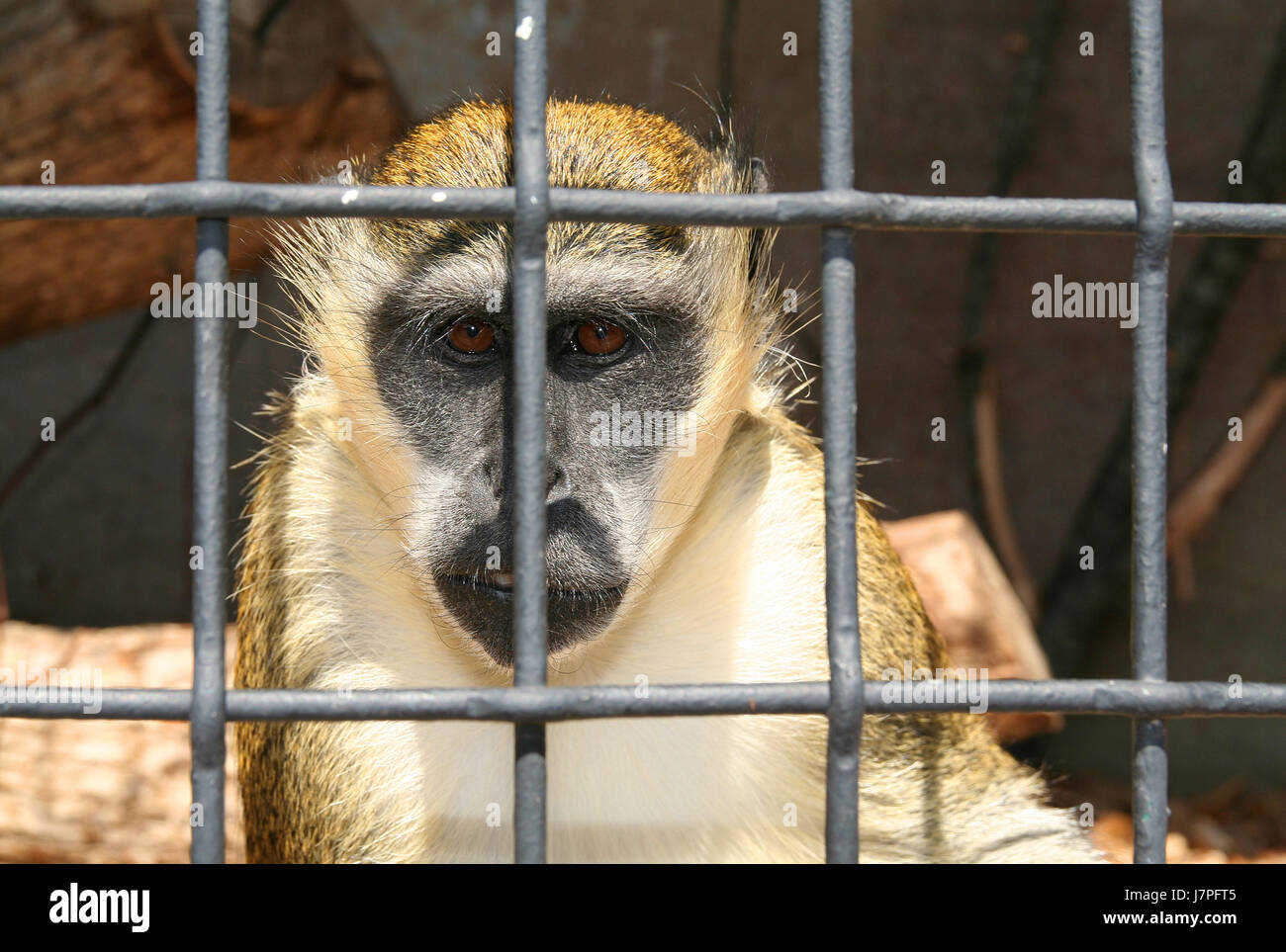 animal monkey zoo captivity cage caged close environment enviroment