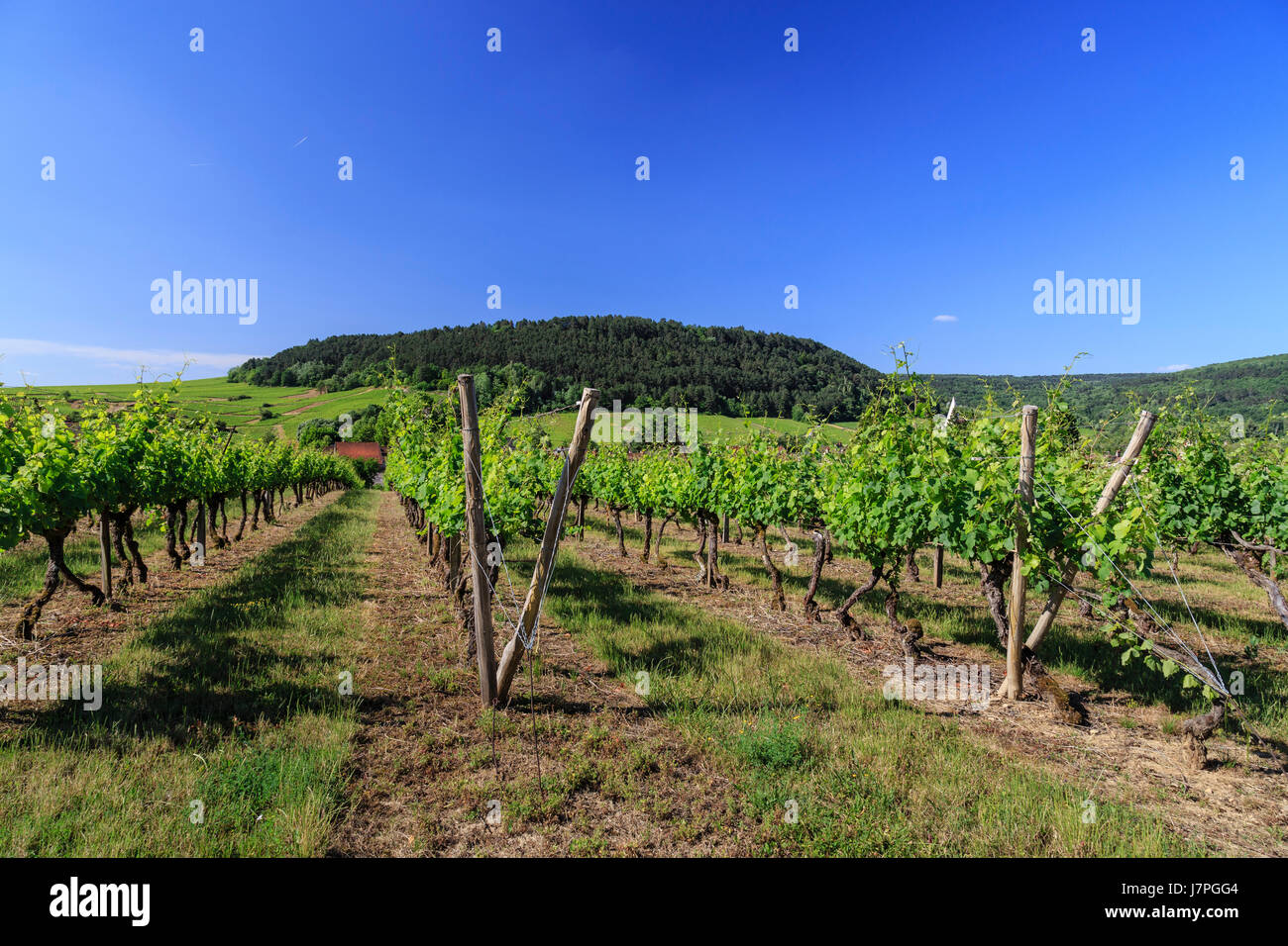 France, Cote d'Or, Burgundy region, Auxey-Duresses, vineyard Stock Photo