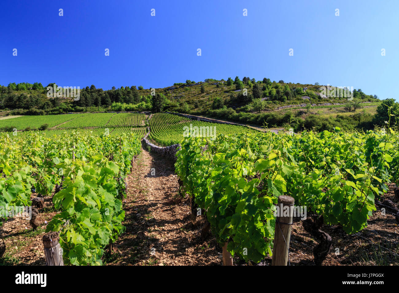 France, Cote d'Or, Burgundy region, Auxey-Duresses, vineyard Stock Photo