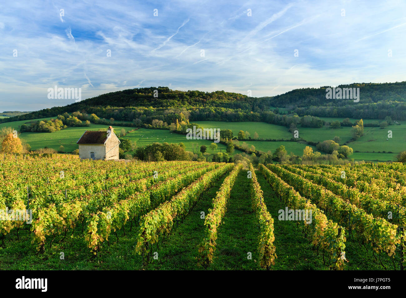 France, Cote d'Or, Alise-Sainte-Reine, vineyard and vineyard hut Stock Photo