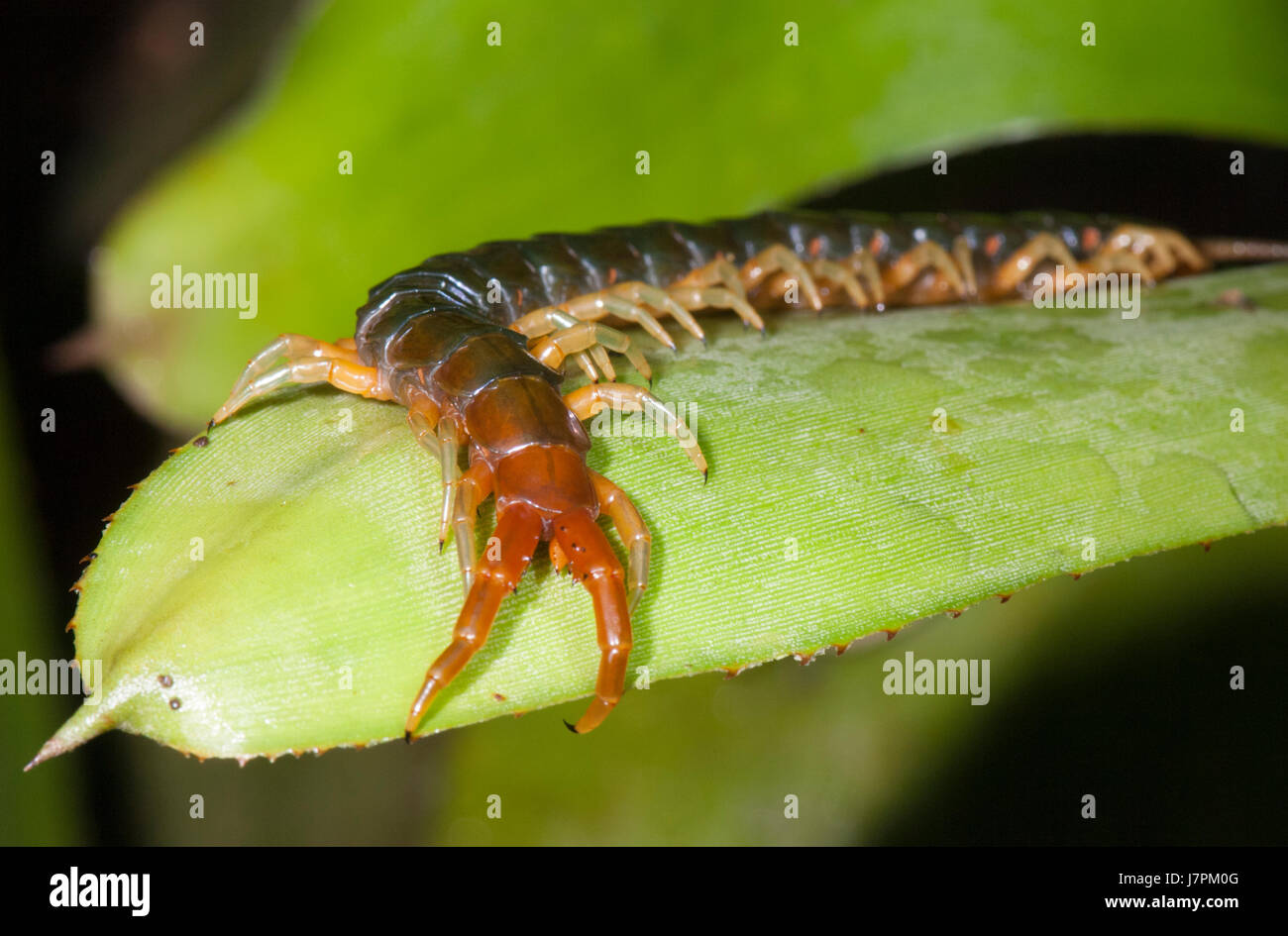 Giant Centipede (Ethmostigmus rubripes), Far North Queensland, FNQ, QLD, Australia Stock Photo