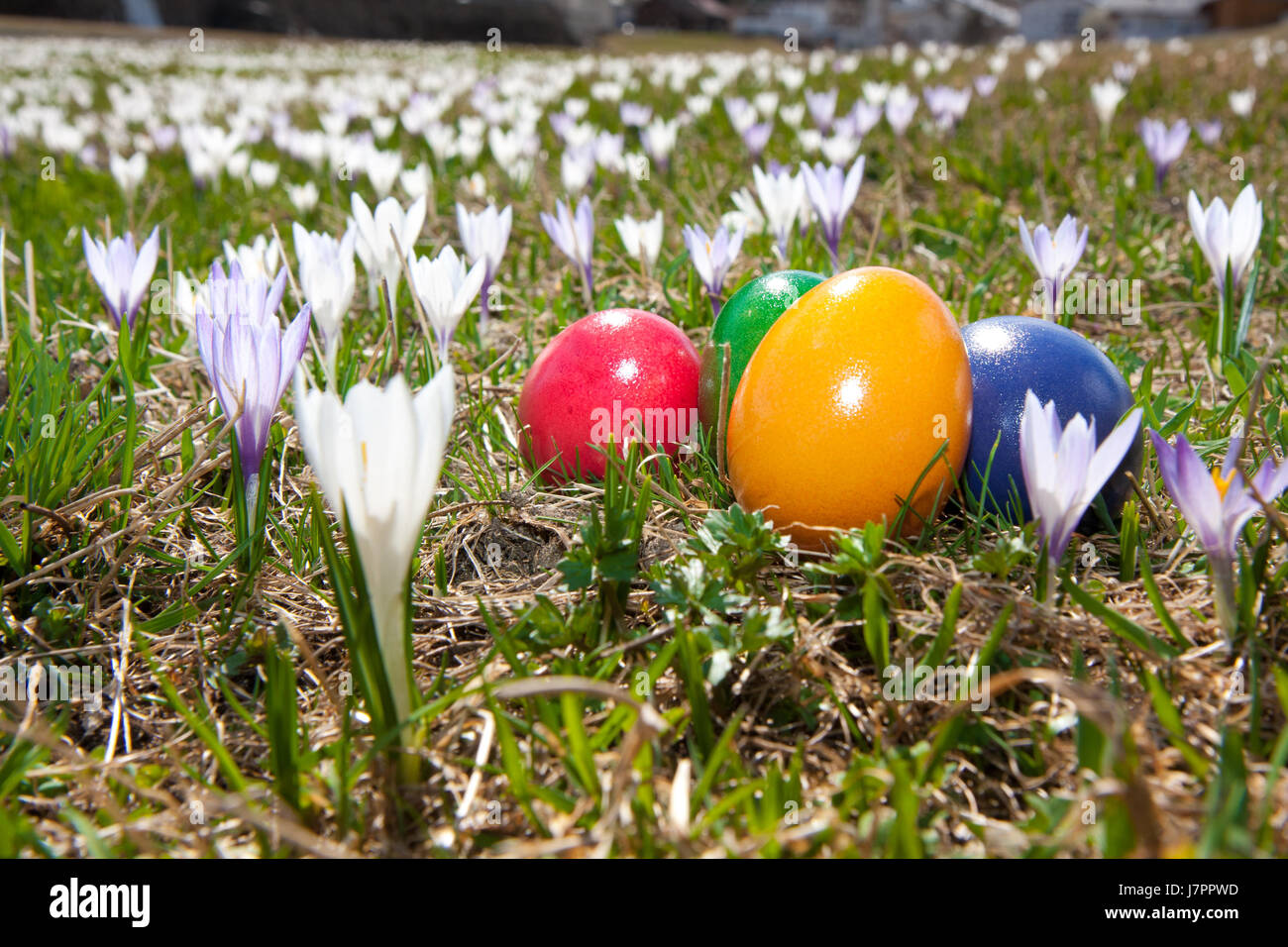 easter spring crocuses flower meadow party celebration eggs season april blue Stock Photo