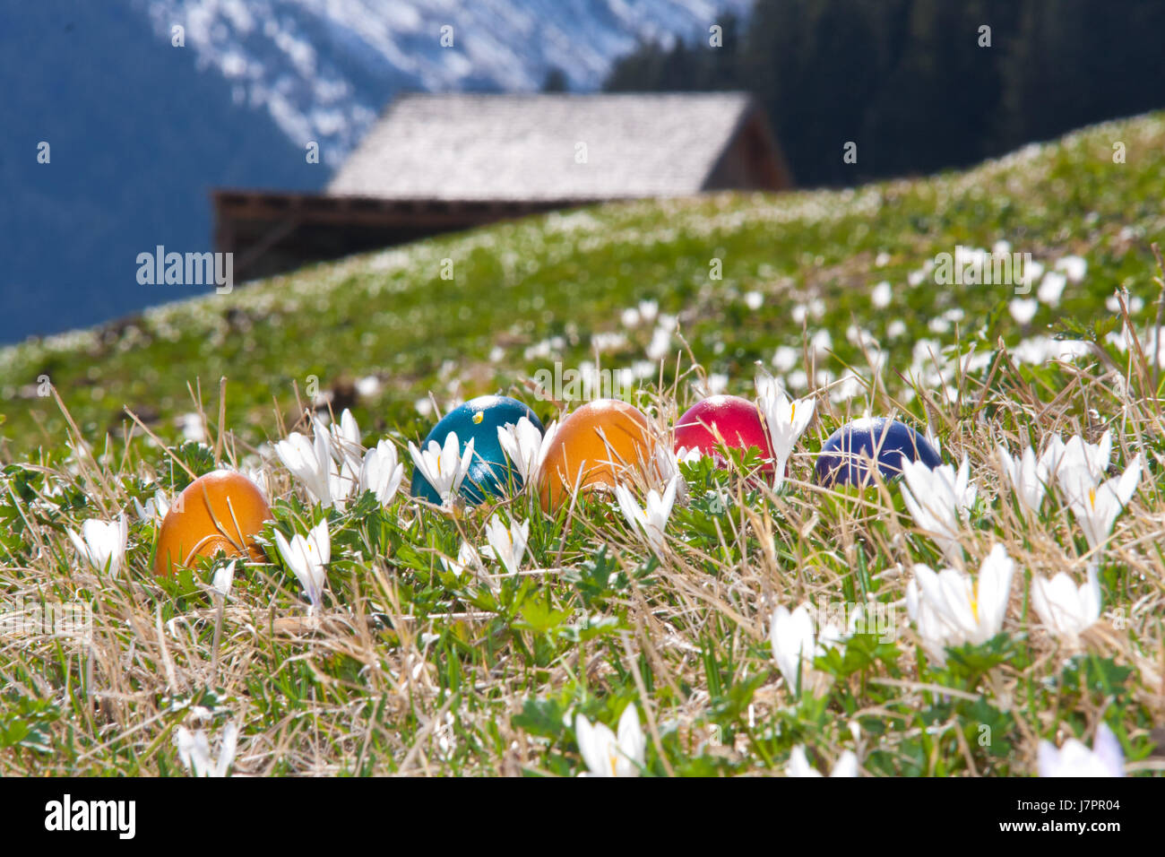 easter spring crocuses flower meadow party celebration eggs season april blue Stock Photo