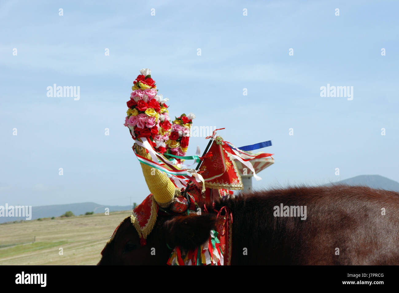 Ox horns hires stock photography and images Alamy