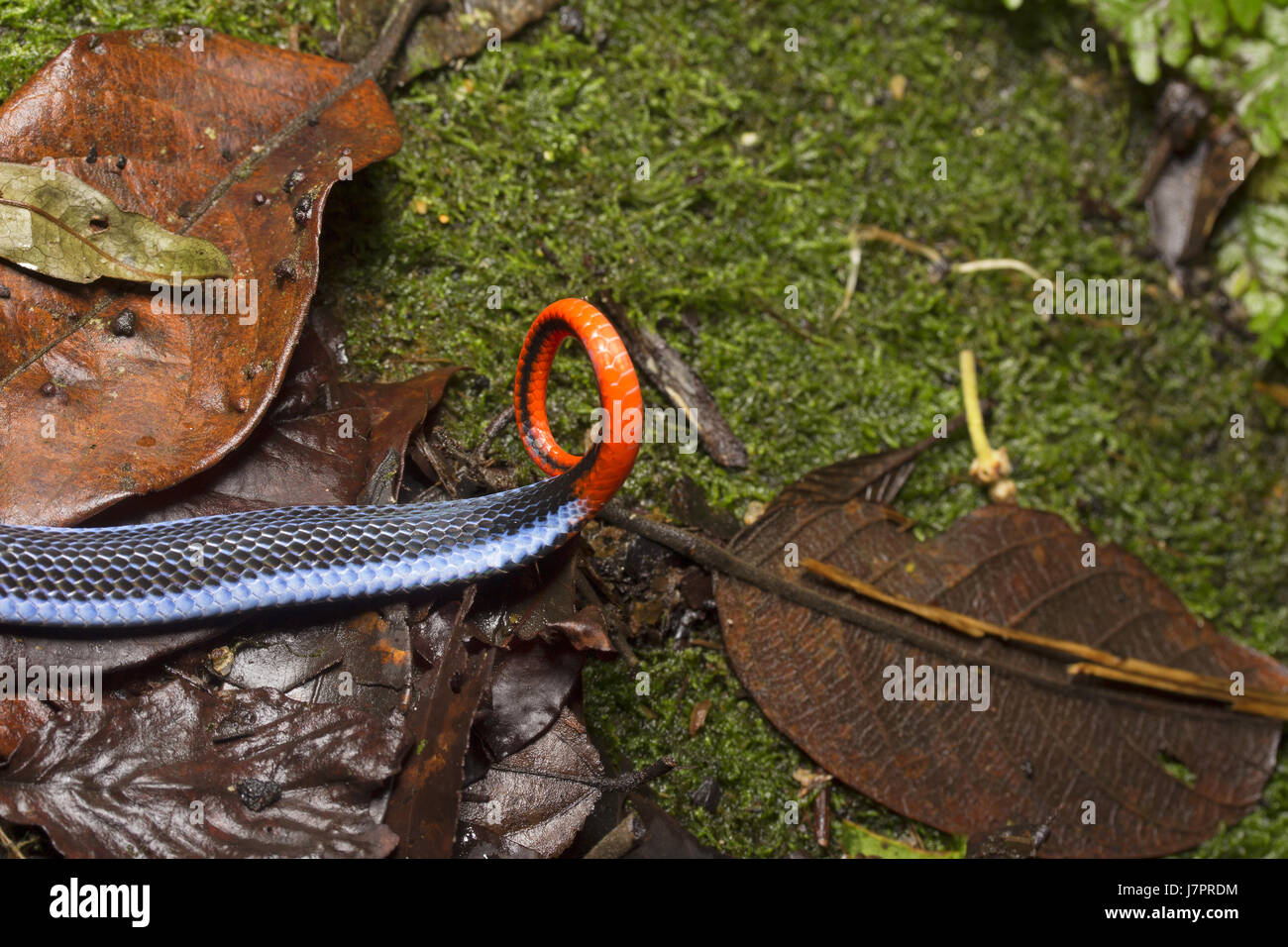 Blue Coral Snake Stock Photo
