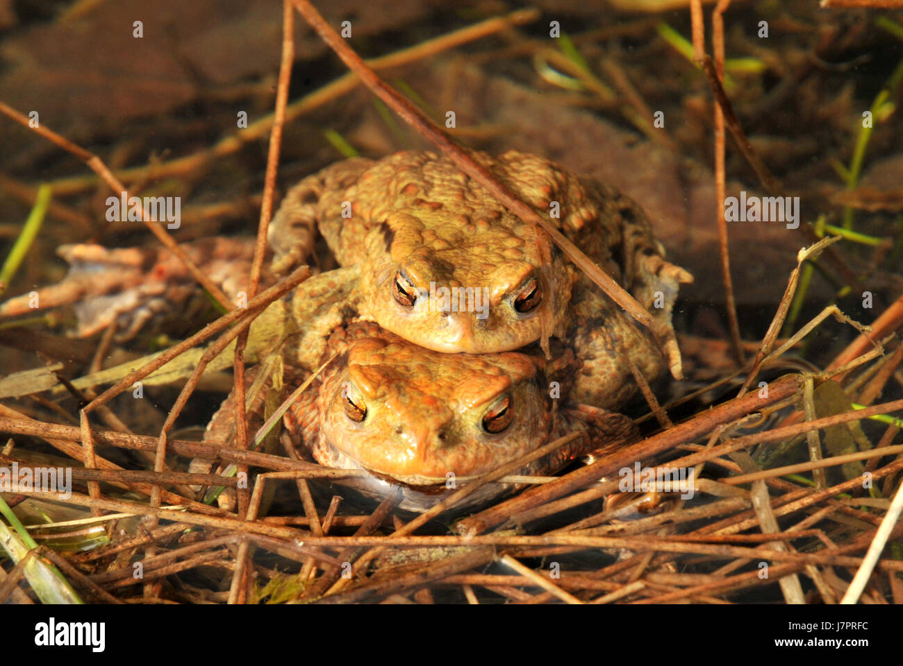 toads toad propagate mating mate couple pair eyes spring offspring frog