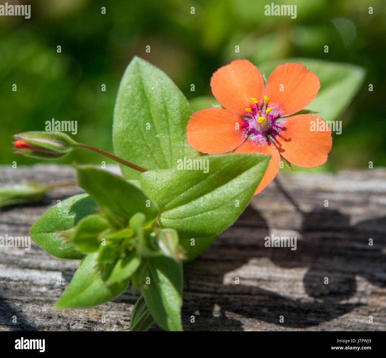 Scarlet pimpernel flowers in May Stock Photo