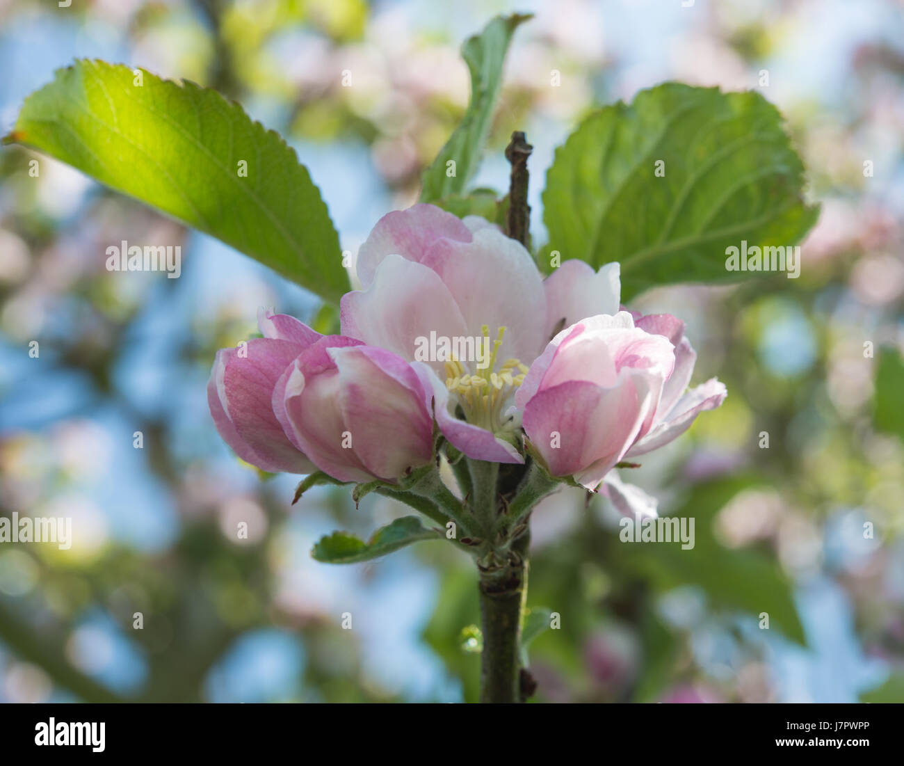 Spring Apple Apple blossom in Spring Stock Photo - Alamy