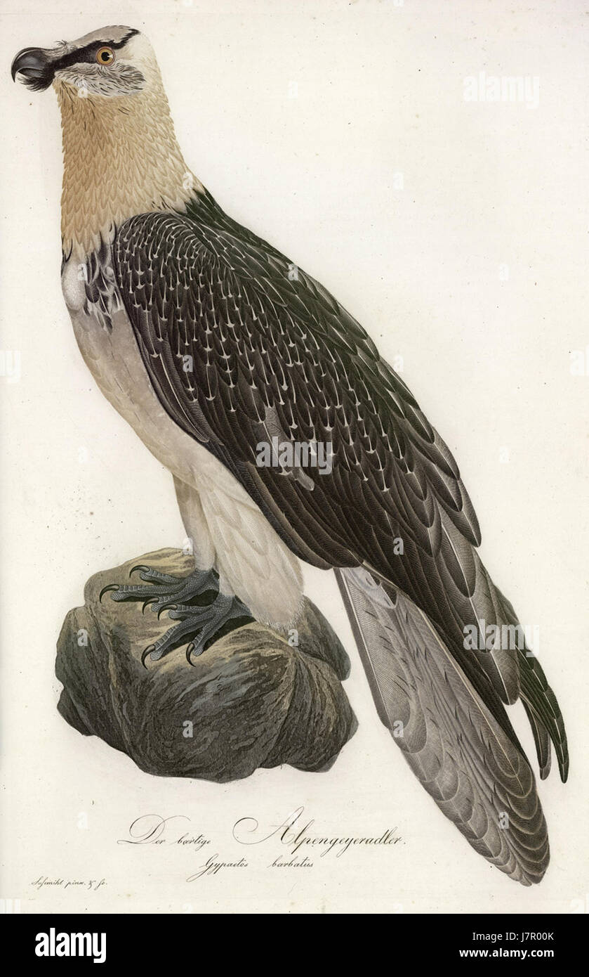Der bartige Alpengeyeradler aus Teutsche Ornithologie Stock Photo
