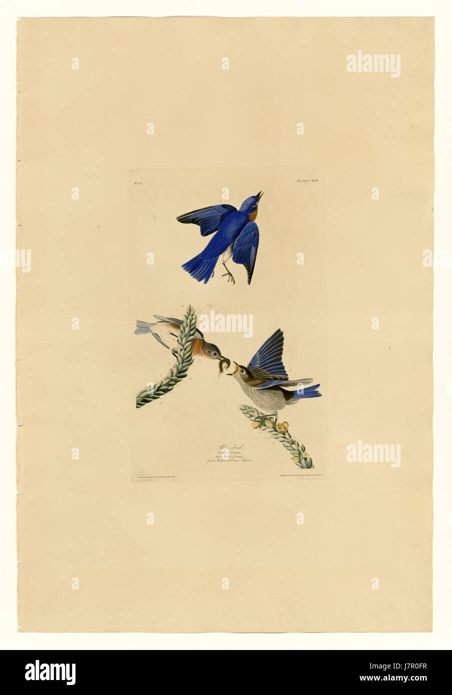The '113 Blue Bird' refers to a species of bluebird or a specific reference to the bluebird in literature, art, or nature. Known for its vibrant blue feathers, the bluebird is often associated with happiness and freedom, and this specific reference may relate to its depiction or presence in a certain habitat or context. Stock Photo
