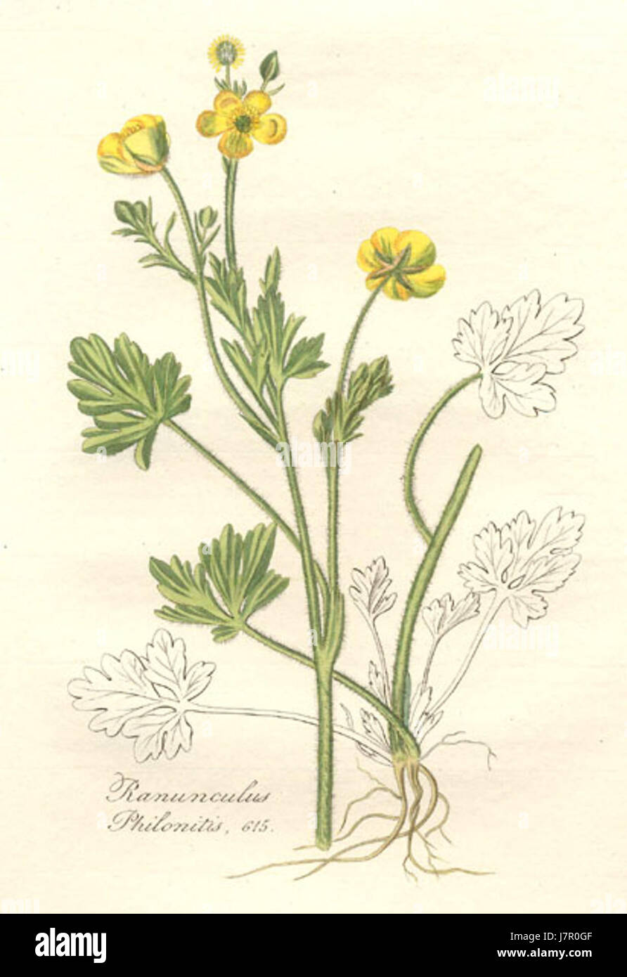 19896.Ranunculaceae   Ranunculus philonotis Stock Photo