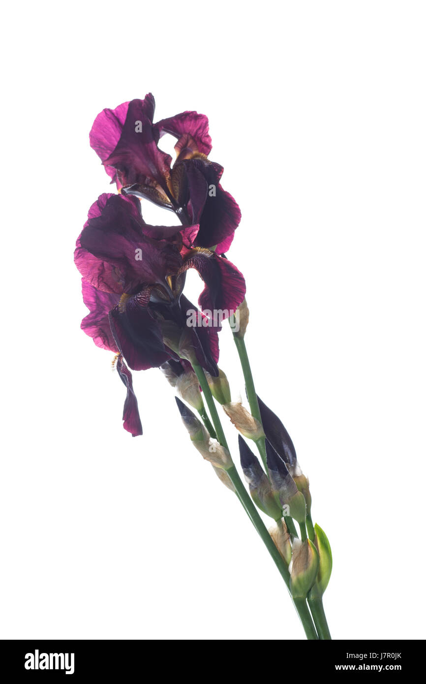 Flower purple iris Stock Photo - Alamy