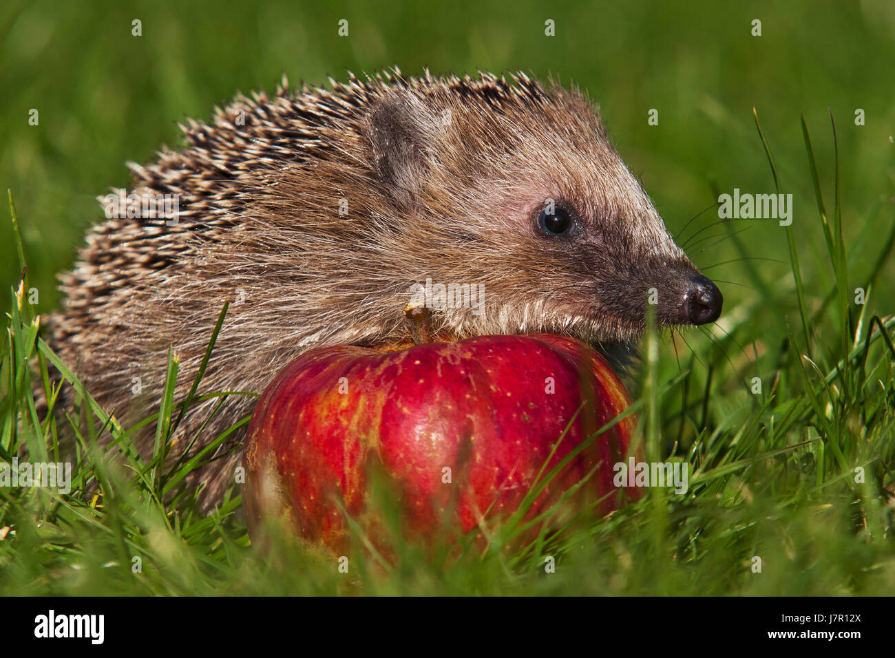animals prickly sting hedgehog young animal meadow nature fall autumn leaf Stock Photo - Alamy animals prickly sting hedgehog young animal meadow nature fall autumn leaf Stock Photo - Alamy