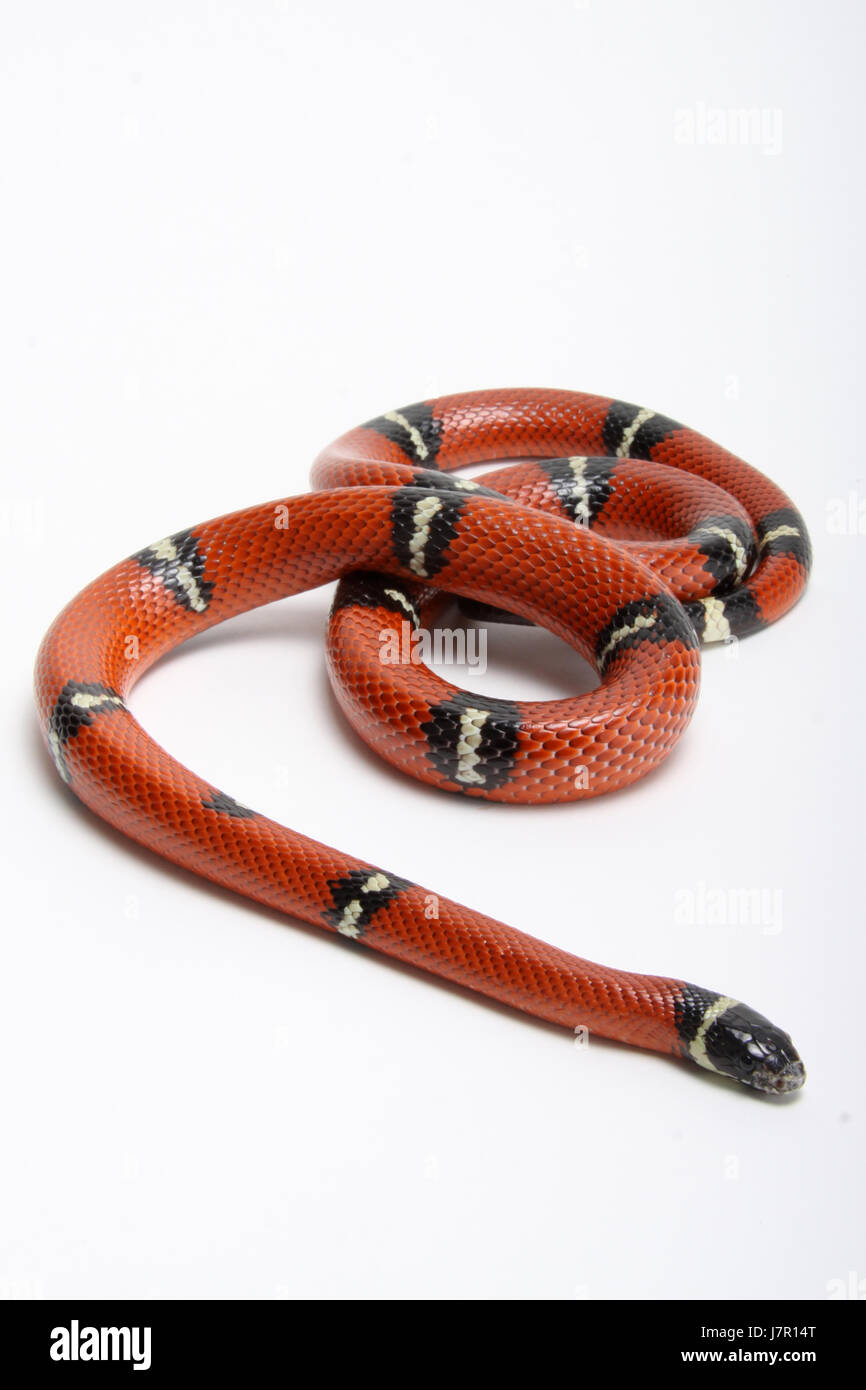 reptile snake viper animal reptile black swarthy jetblack deep black