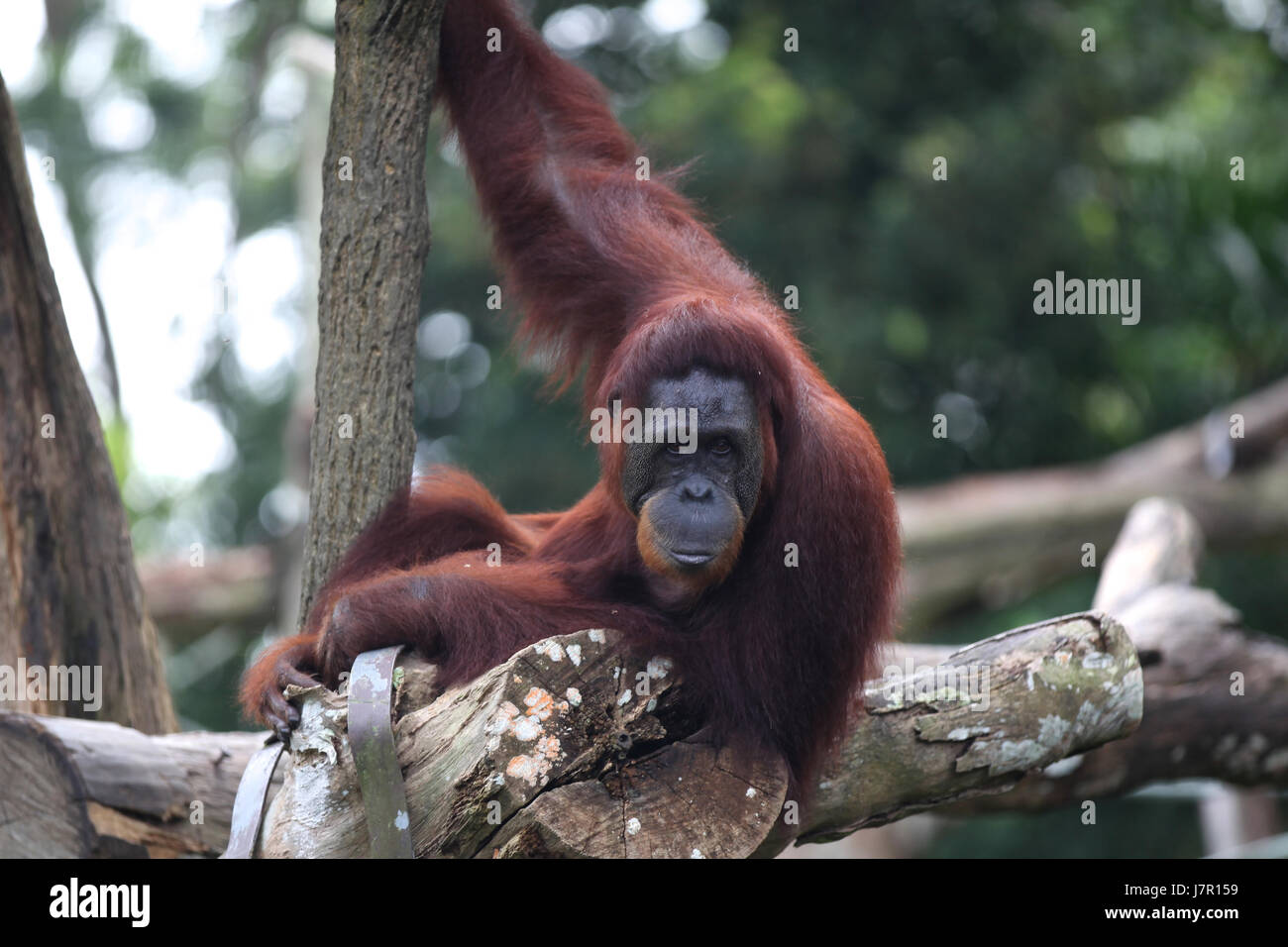 Monkeys are busy with their chores, Singapore, Southeast Asia Stock ...