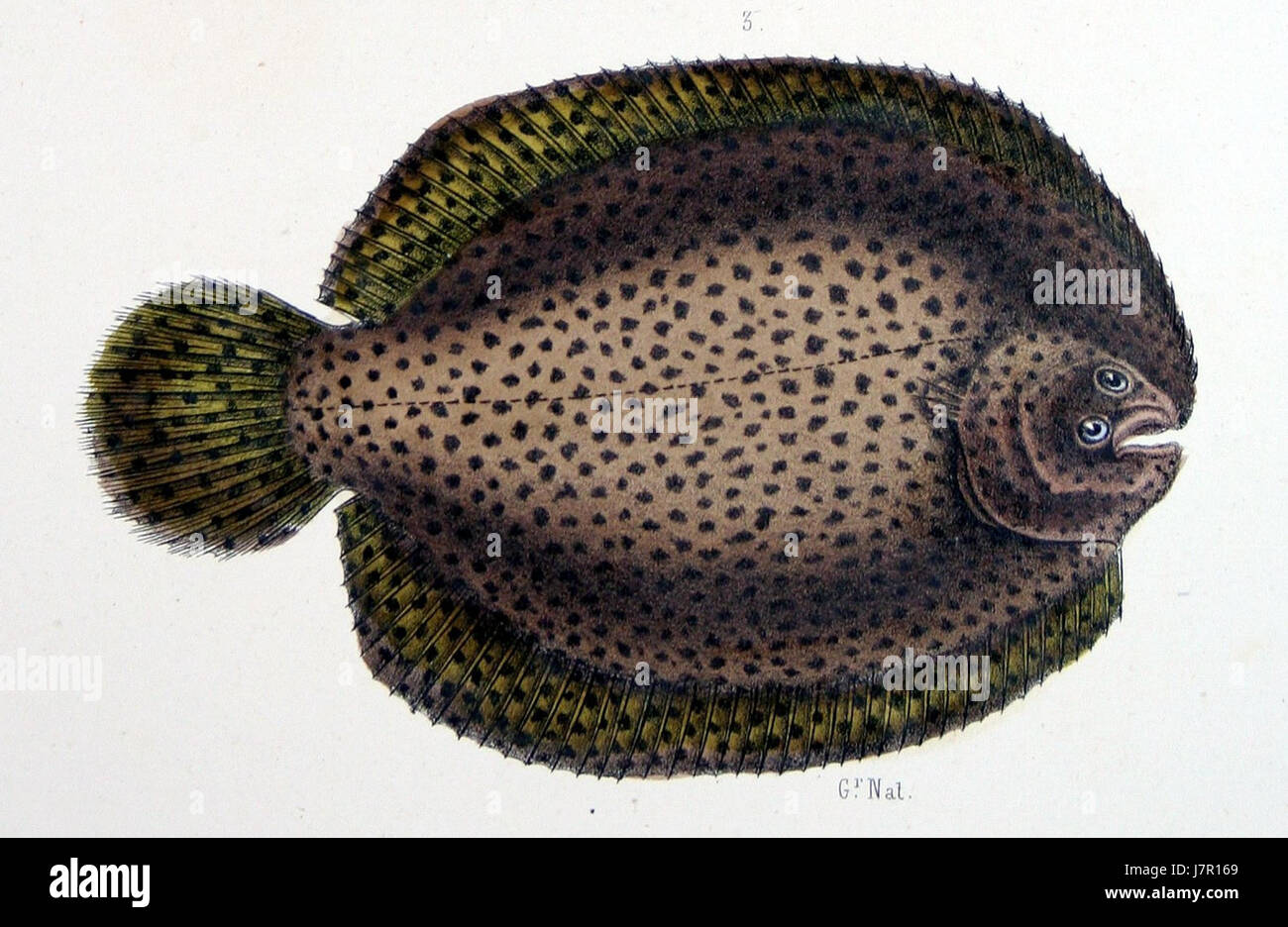 Achirus achirus from F de Castelnau poissonsPl41 Stock Photo