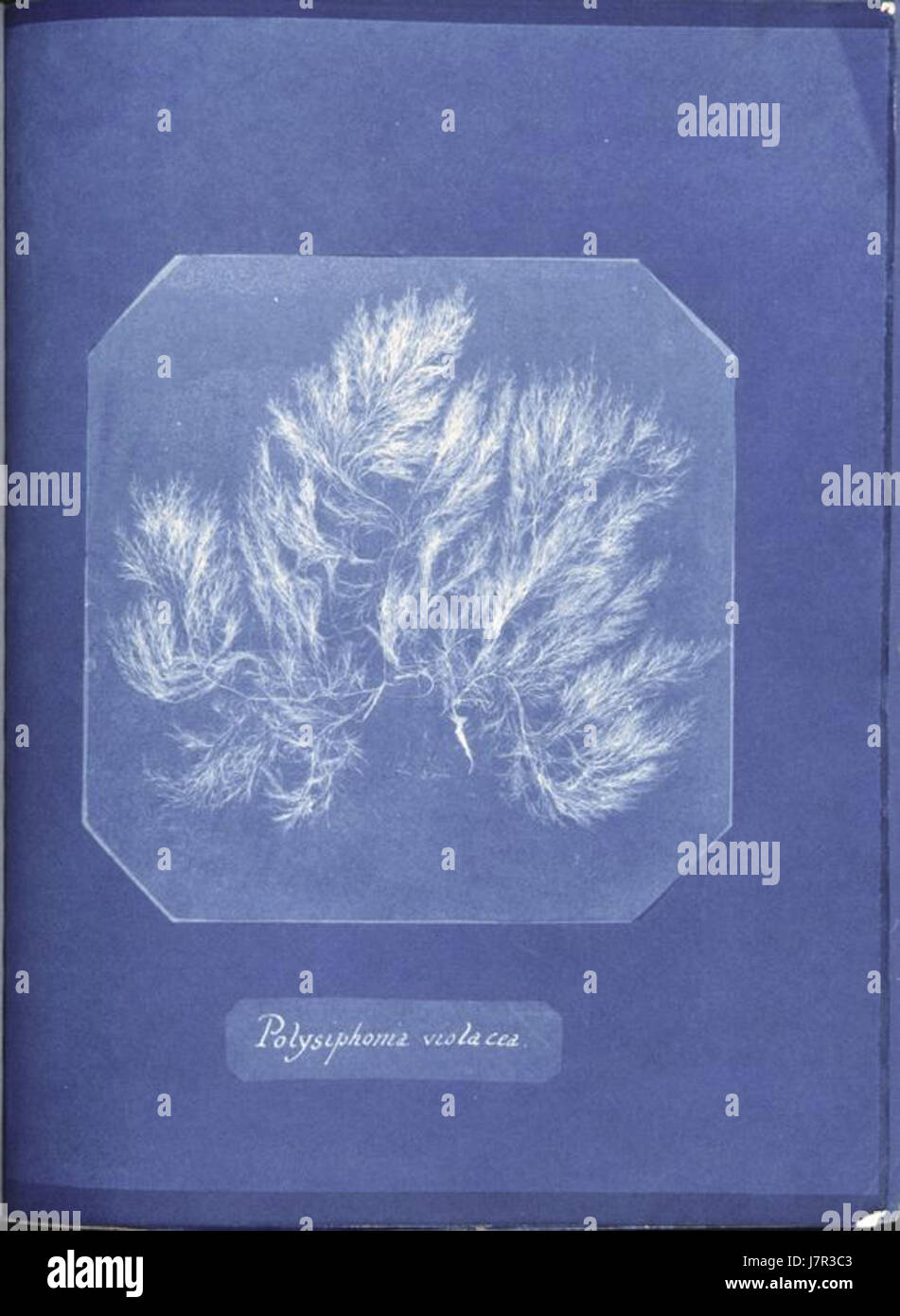 Anna Atkins Polysiphonia violacea Stock Photo