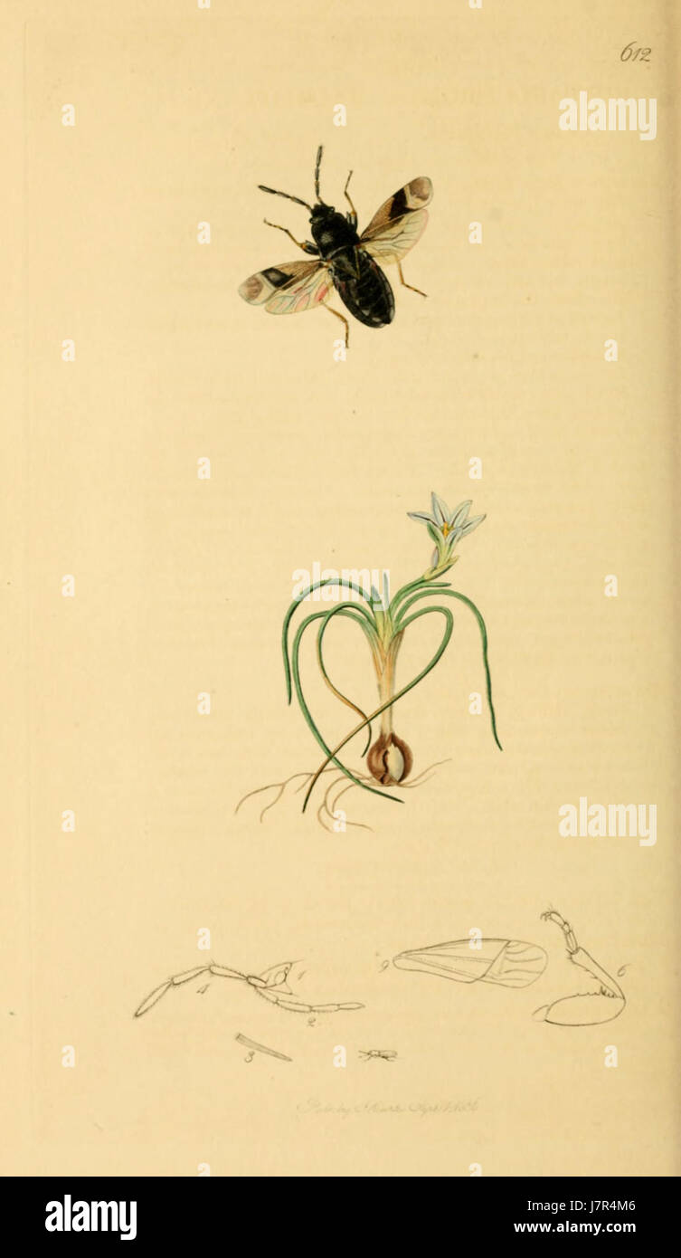 British Entomology Volume 7 (John Curtis) Plate 612 Stock Photo